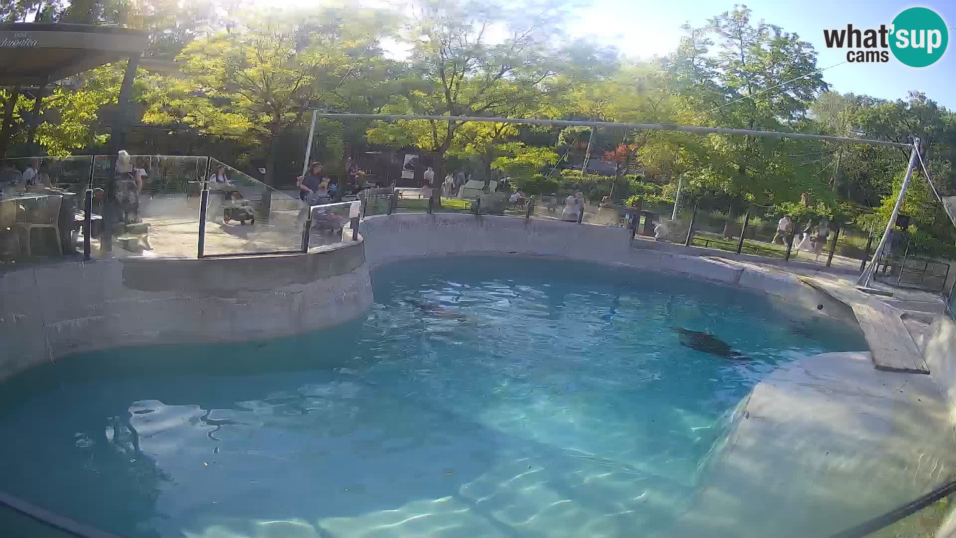 Zoo Zagreb – Otaria della California