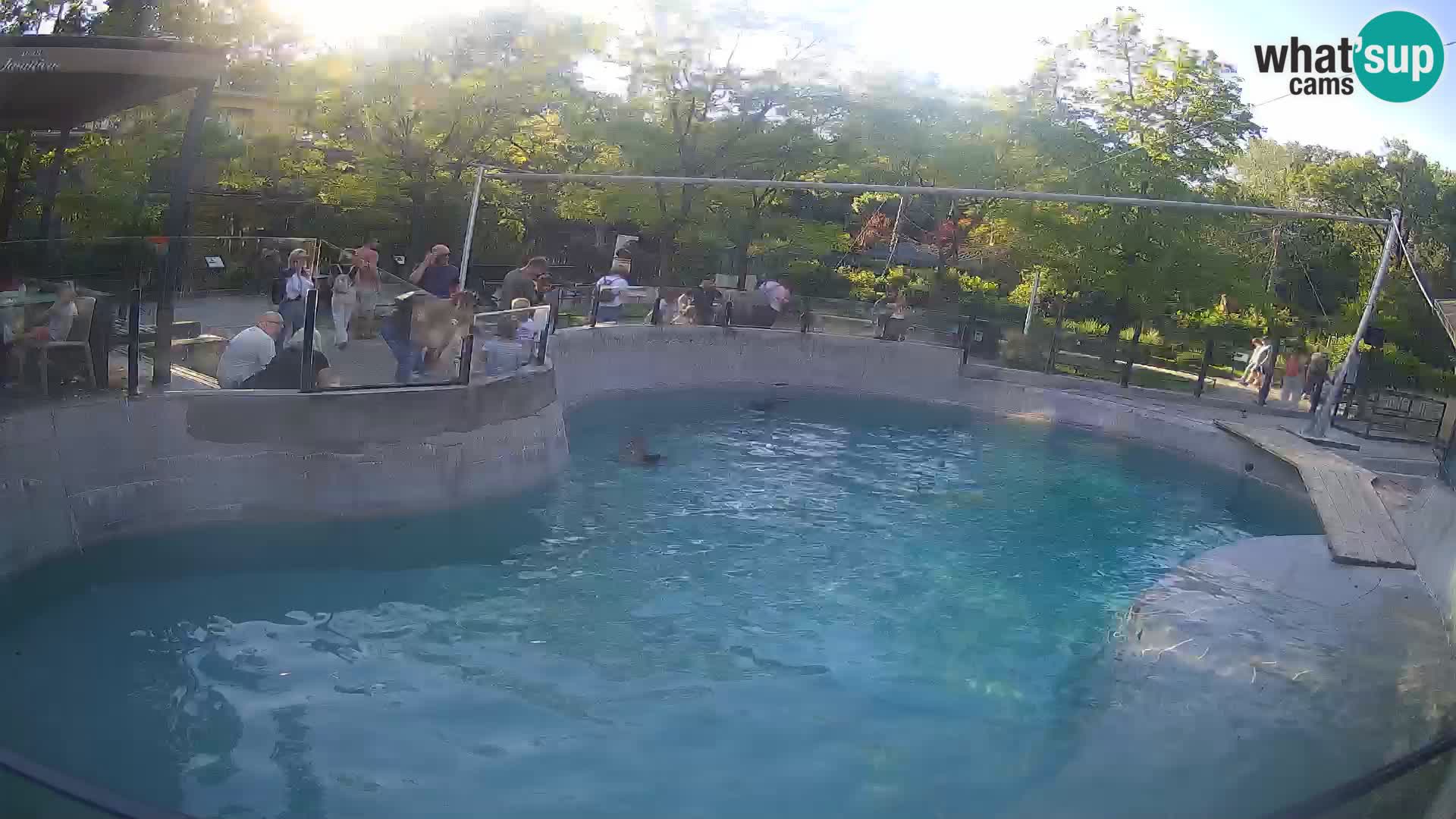 Zoo Zagreb – Otaria della California