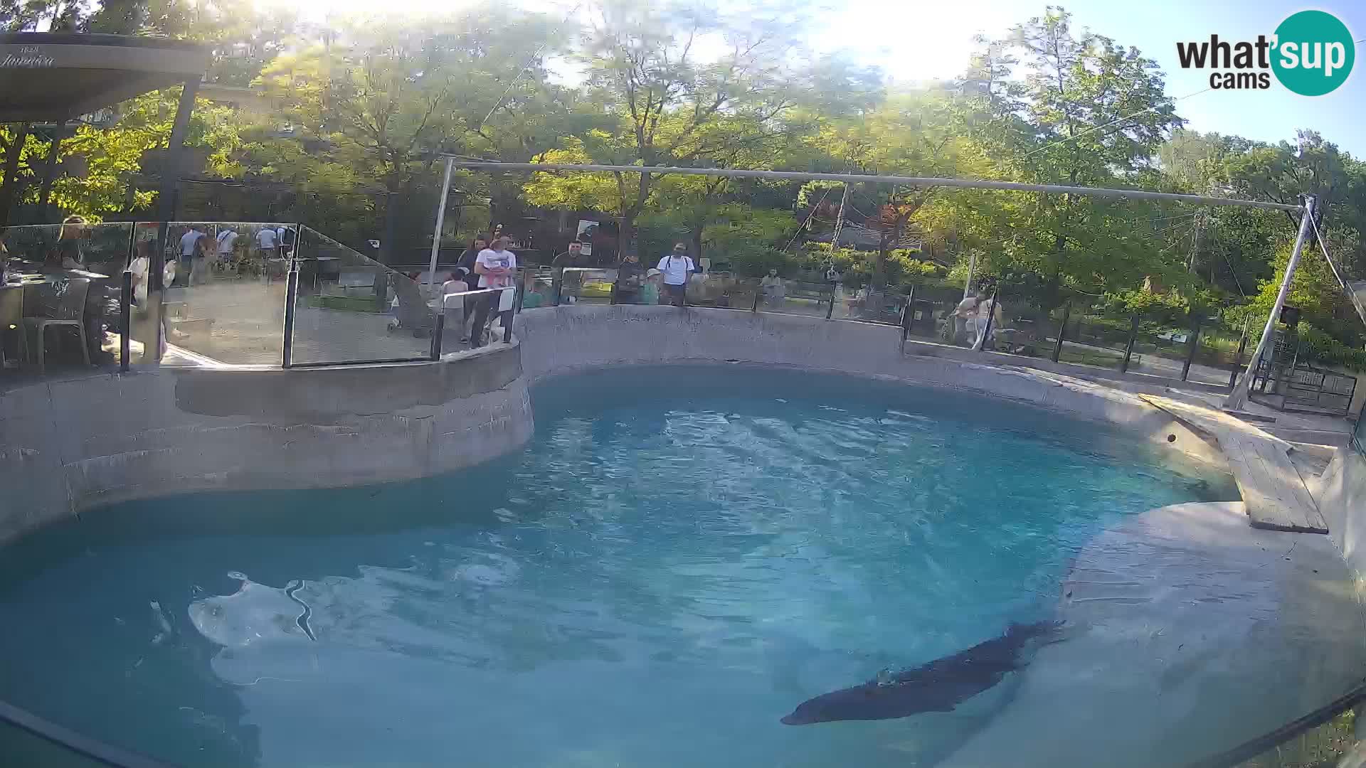 Zoo Zagreb – Kalifornischer Seelöwe