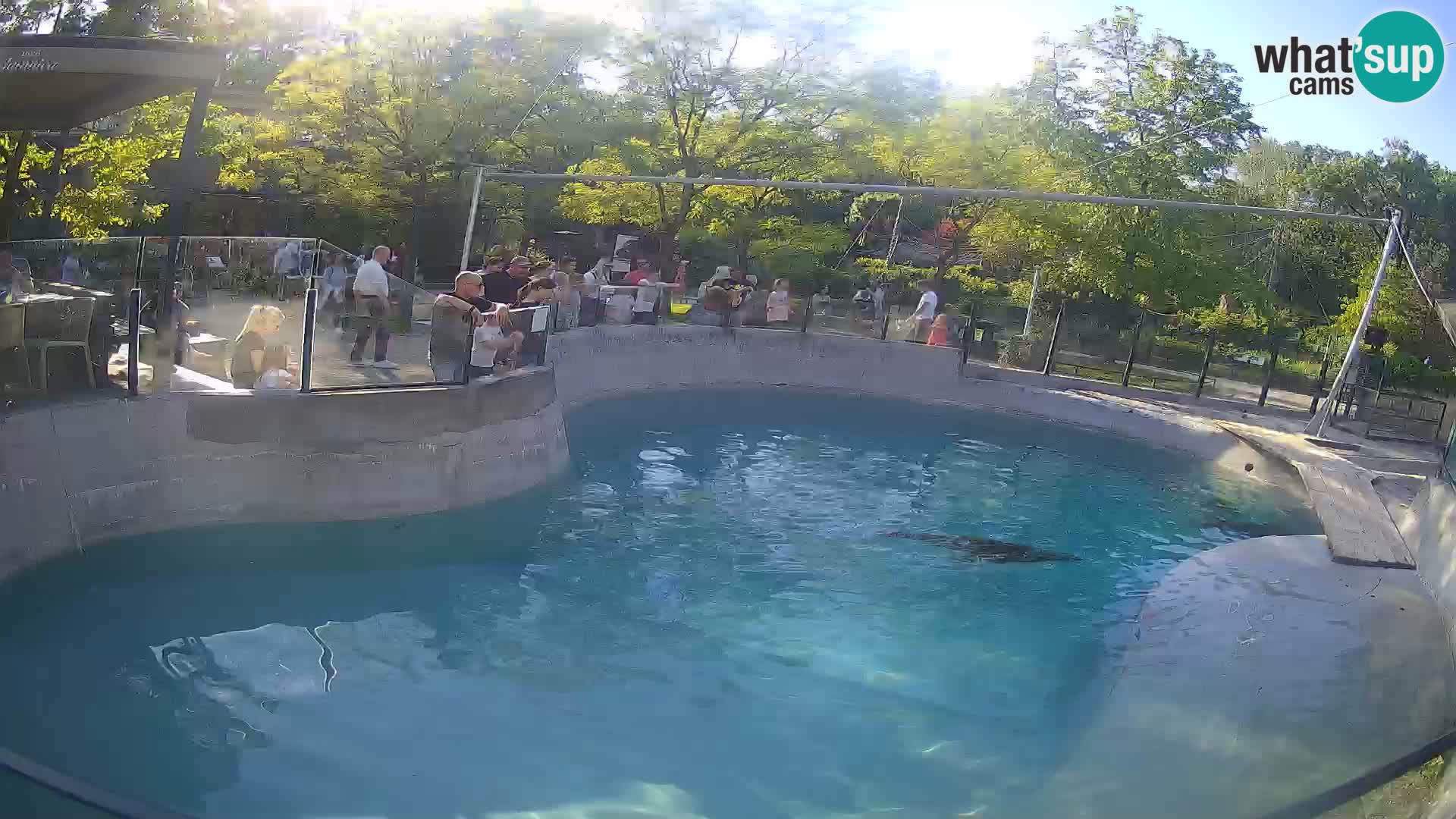 Zoo Zagreb – Kalifornijski morski lav