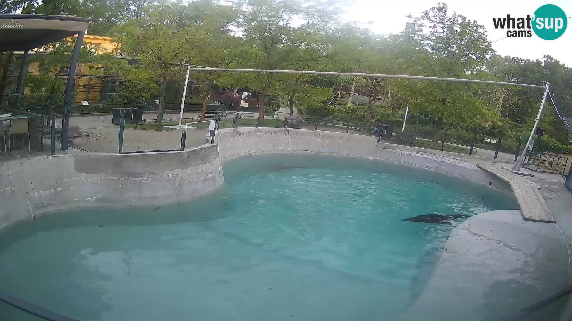 Zoo Zagreb – California Sea Lion