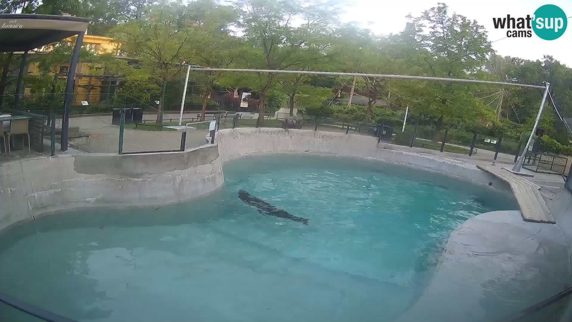 Zoo Zagreb – California Sea Lion