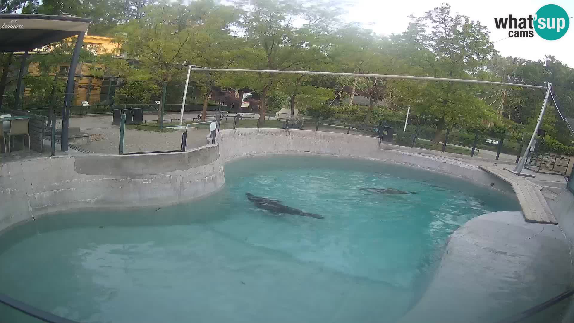 Zoo Zagreb – Kalifornijski morski lev