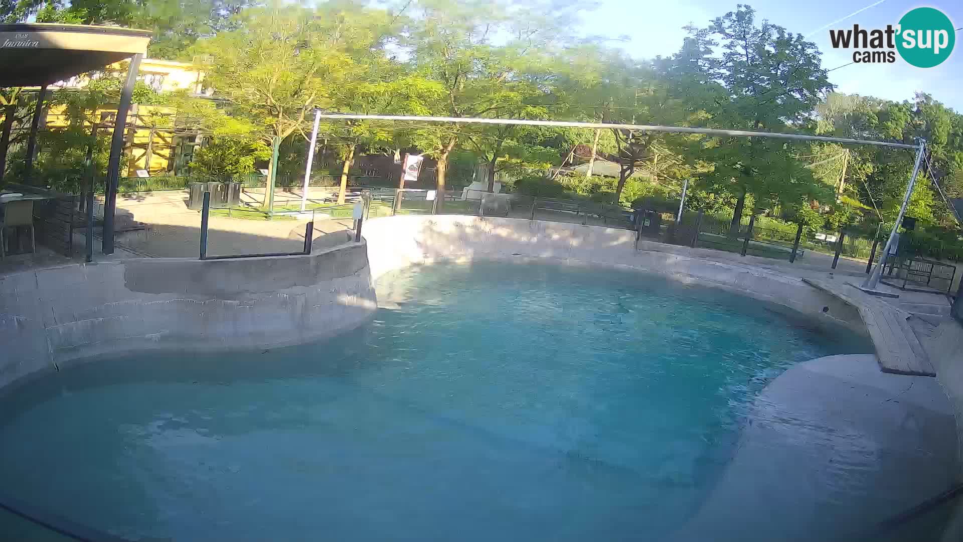 Zoo Zagreb – California Sea Lion