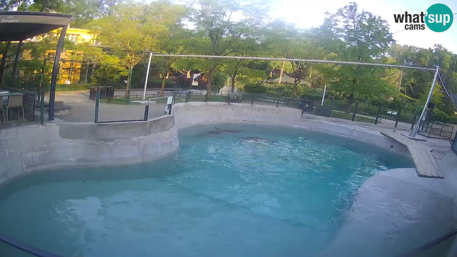 Zoo Zagreb – California Sea Lion