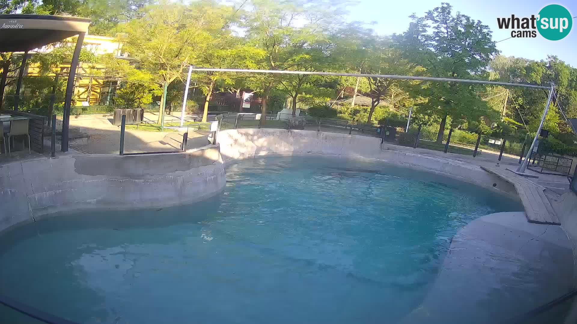Zoo Zagreb – California Sea Lion