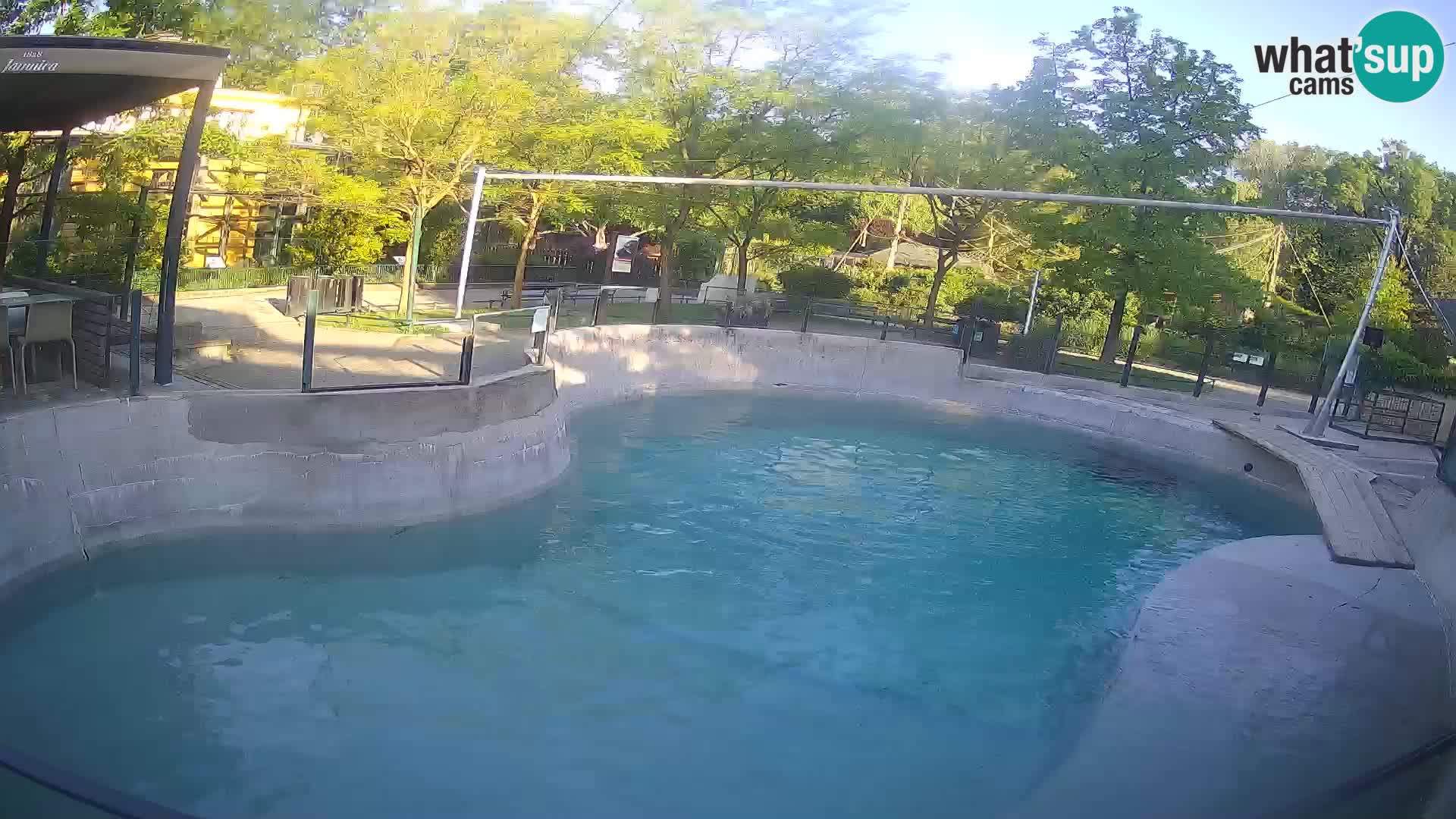 Zoo Zagreb –  León marino de California