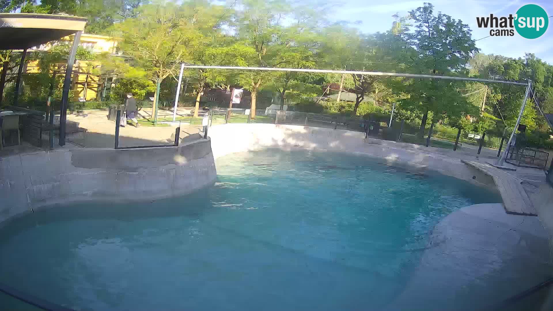 Zoo Zagreb –  León marino de California