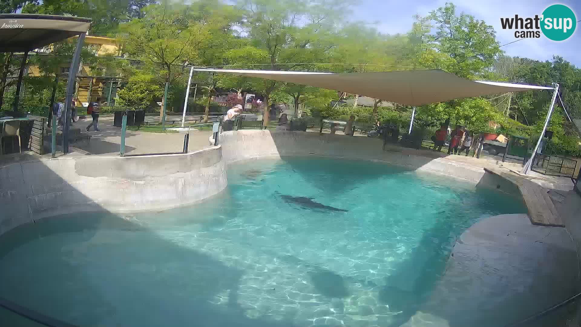 Zoo Zagreb – Otaria della California