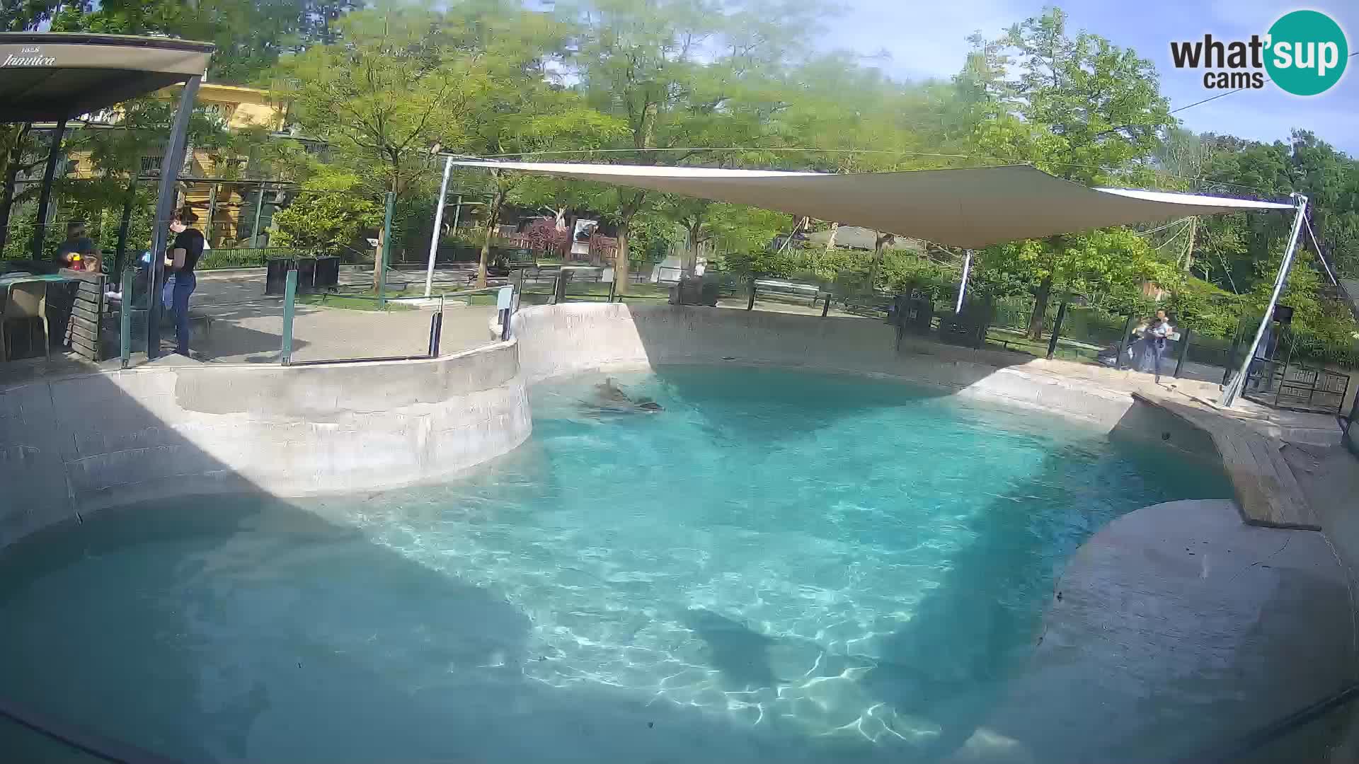 Zoo Zagreb – Kalifornijski morski lav