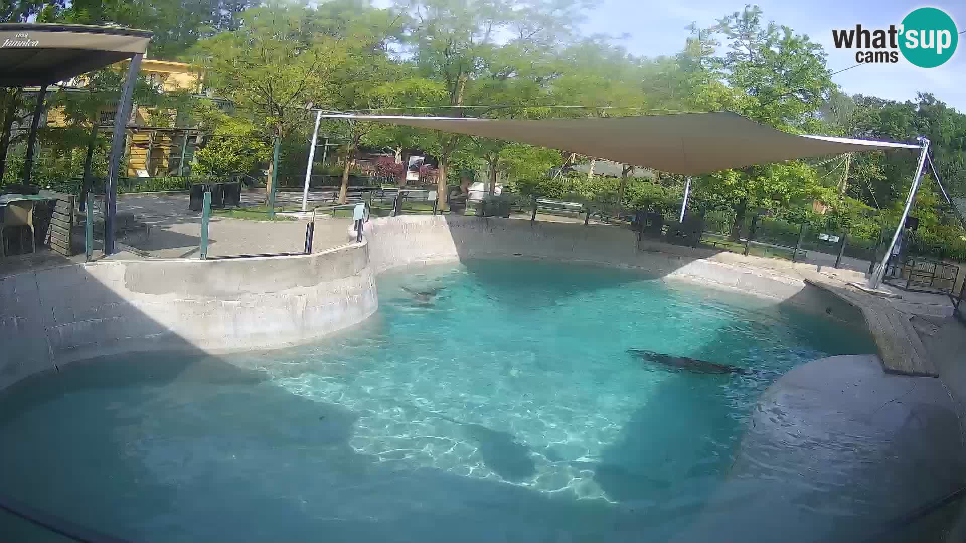 Zoo Zagreb –  León marino de California