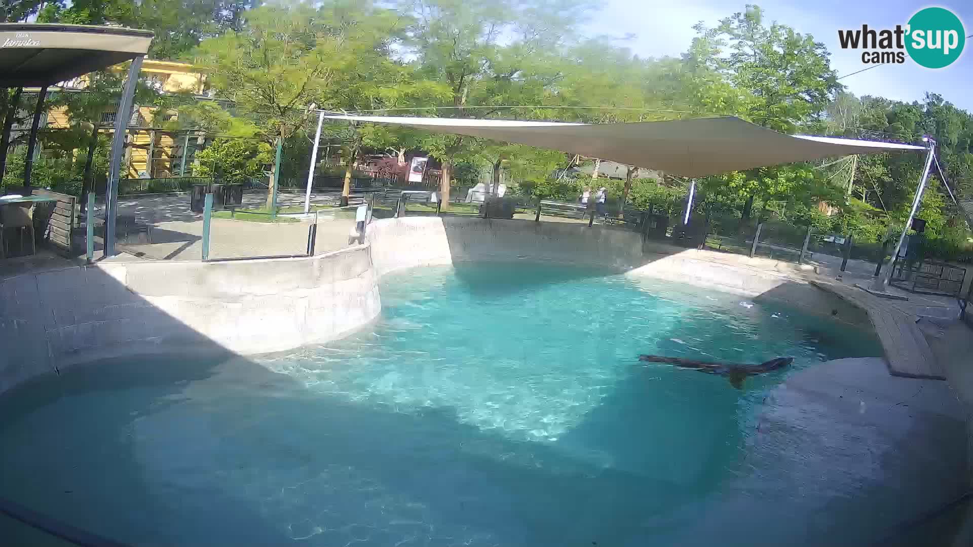 Zoo Zagreb – Kalifornijski morski lev