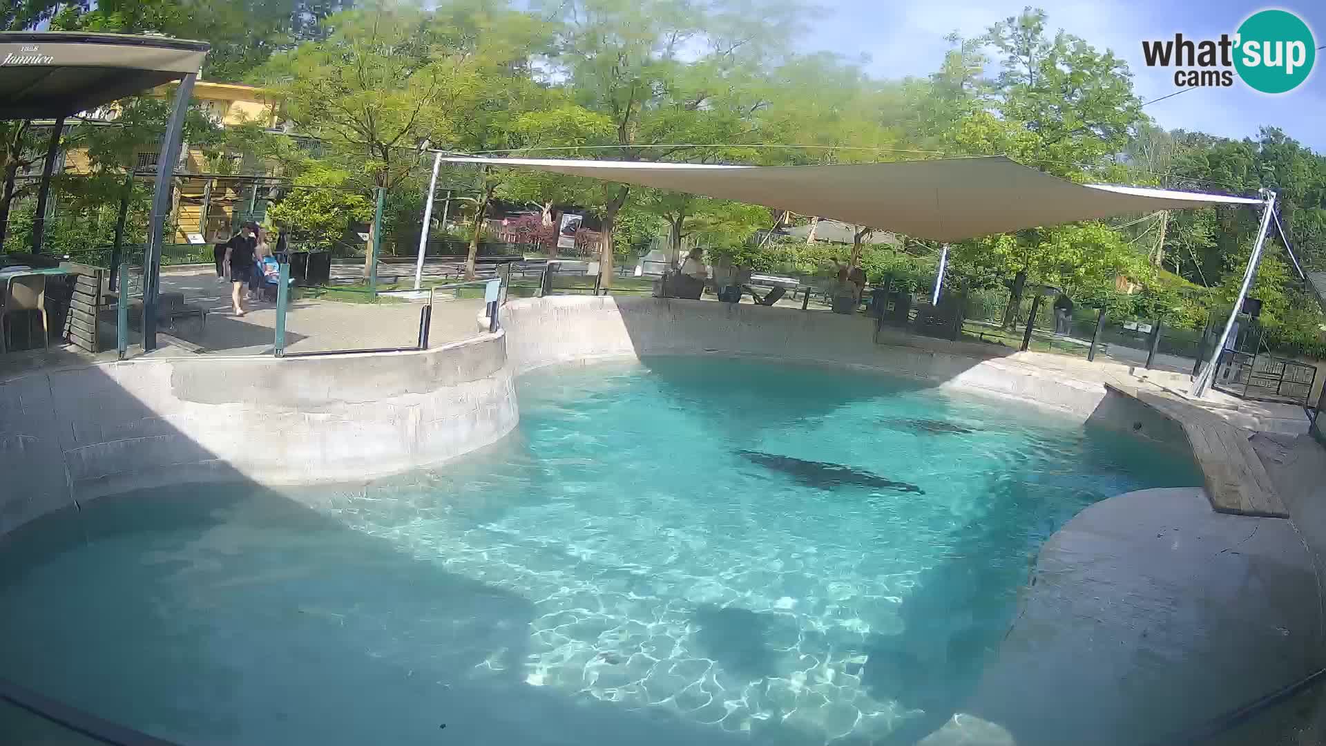 Zoo Zagreb – Kalifornischer Seelöwe