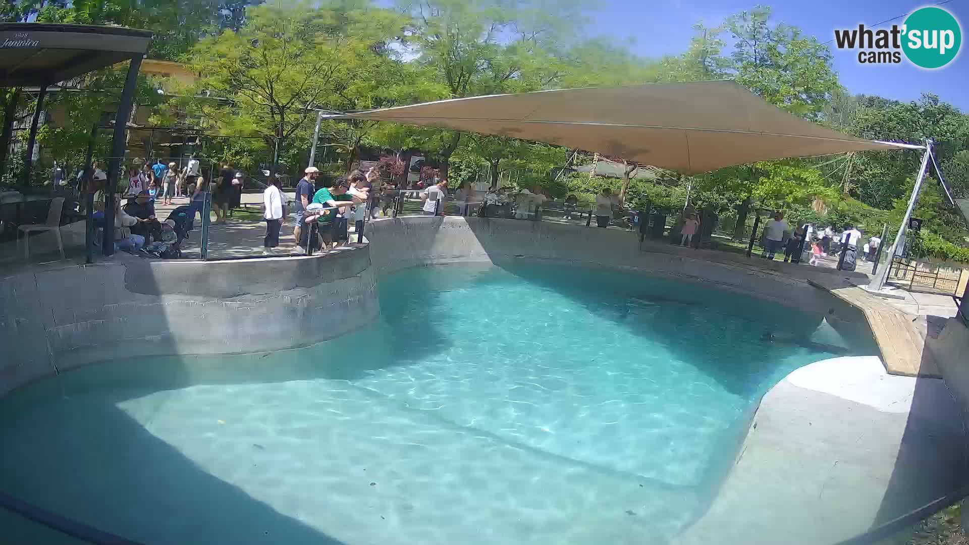 Zoo Zagreb – California Sea Lion