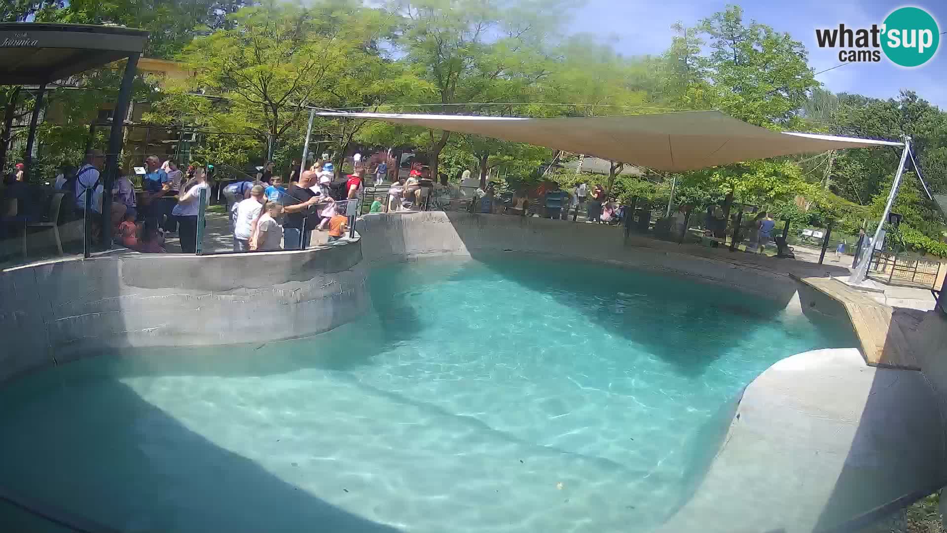Zoo Zagreb –  León marino de California