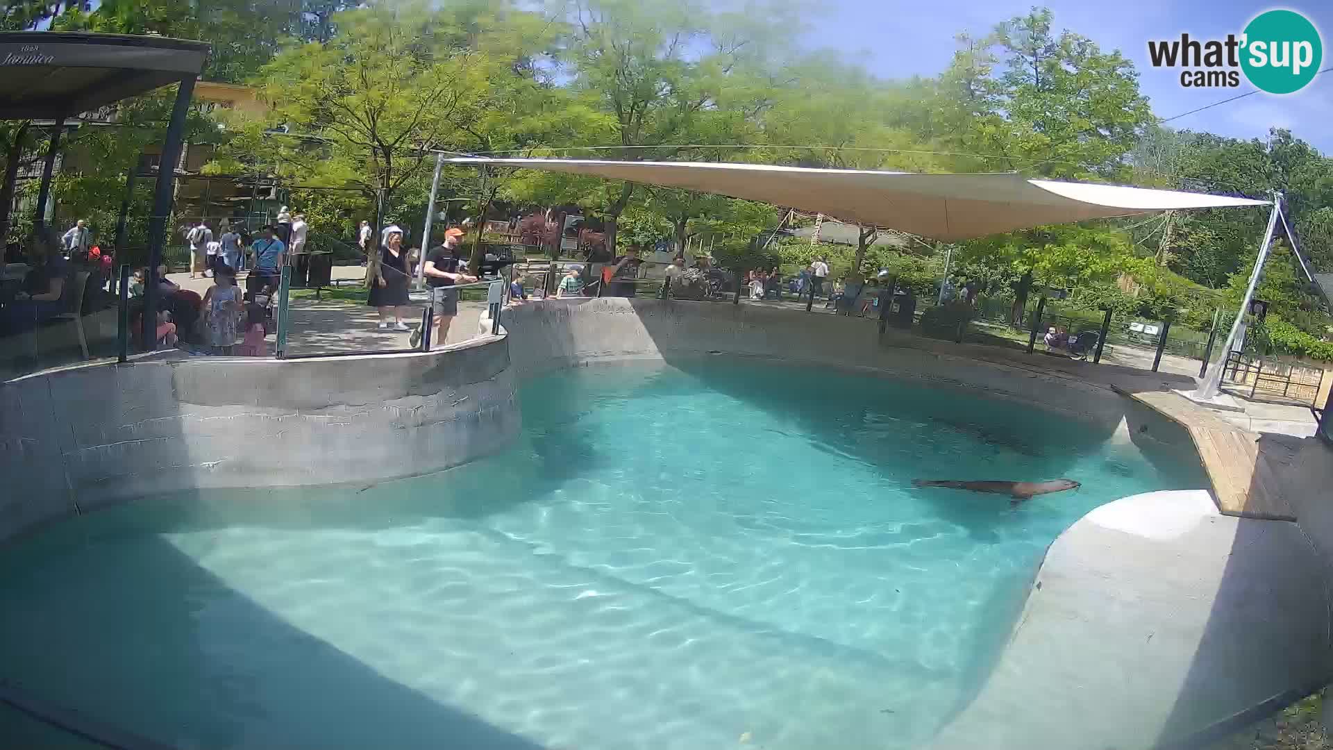 Zoo Zagreb – Otarie de Californie