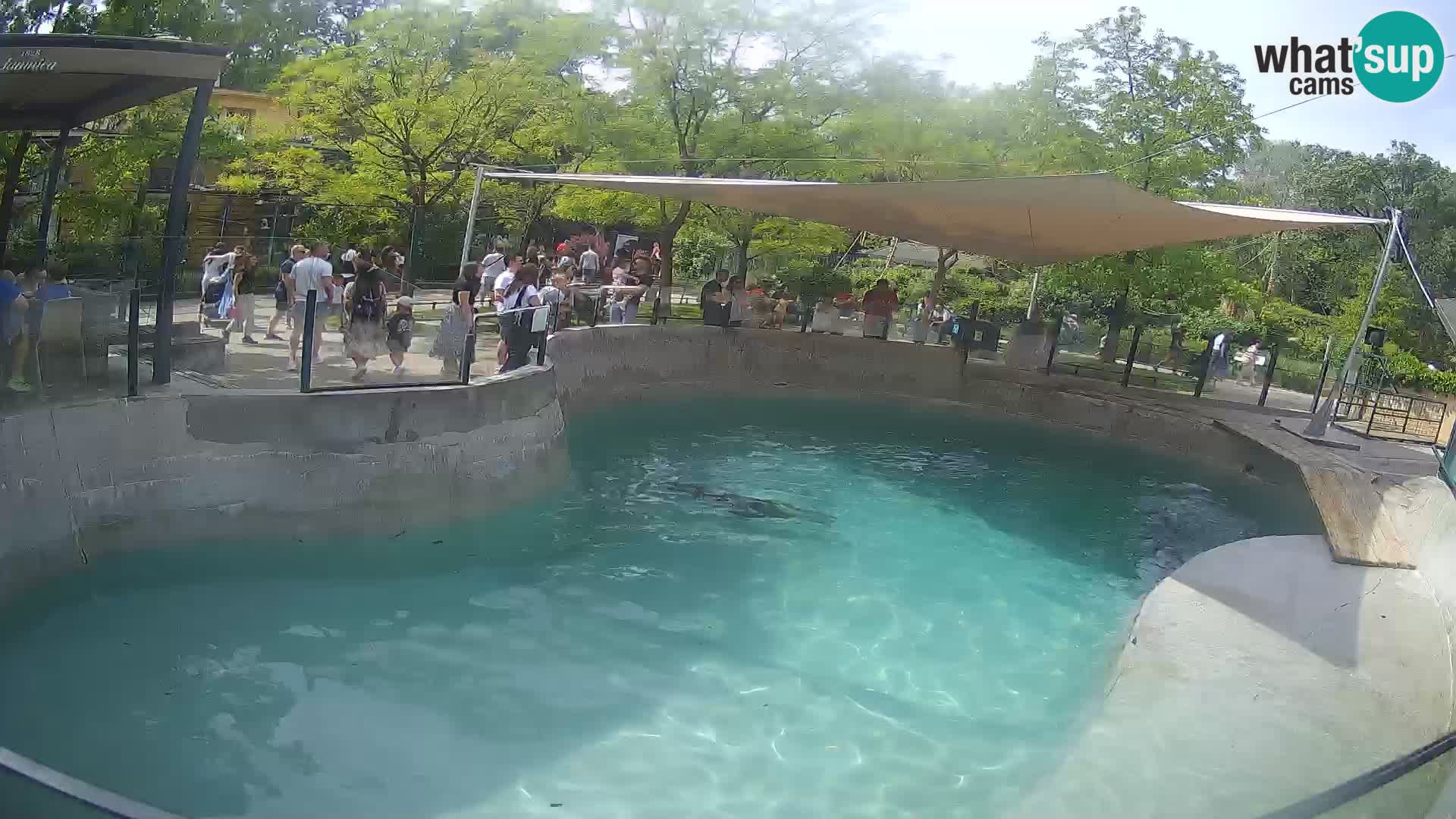 Zoo Zagreb – Kalifornischer Seelöwe