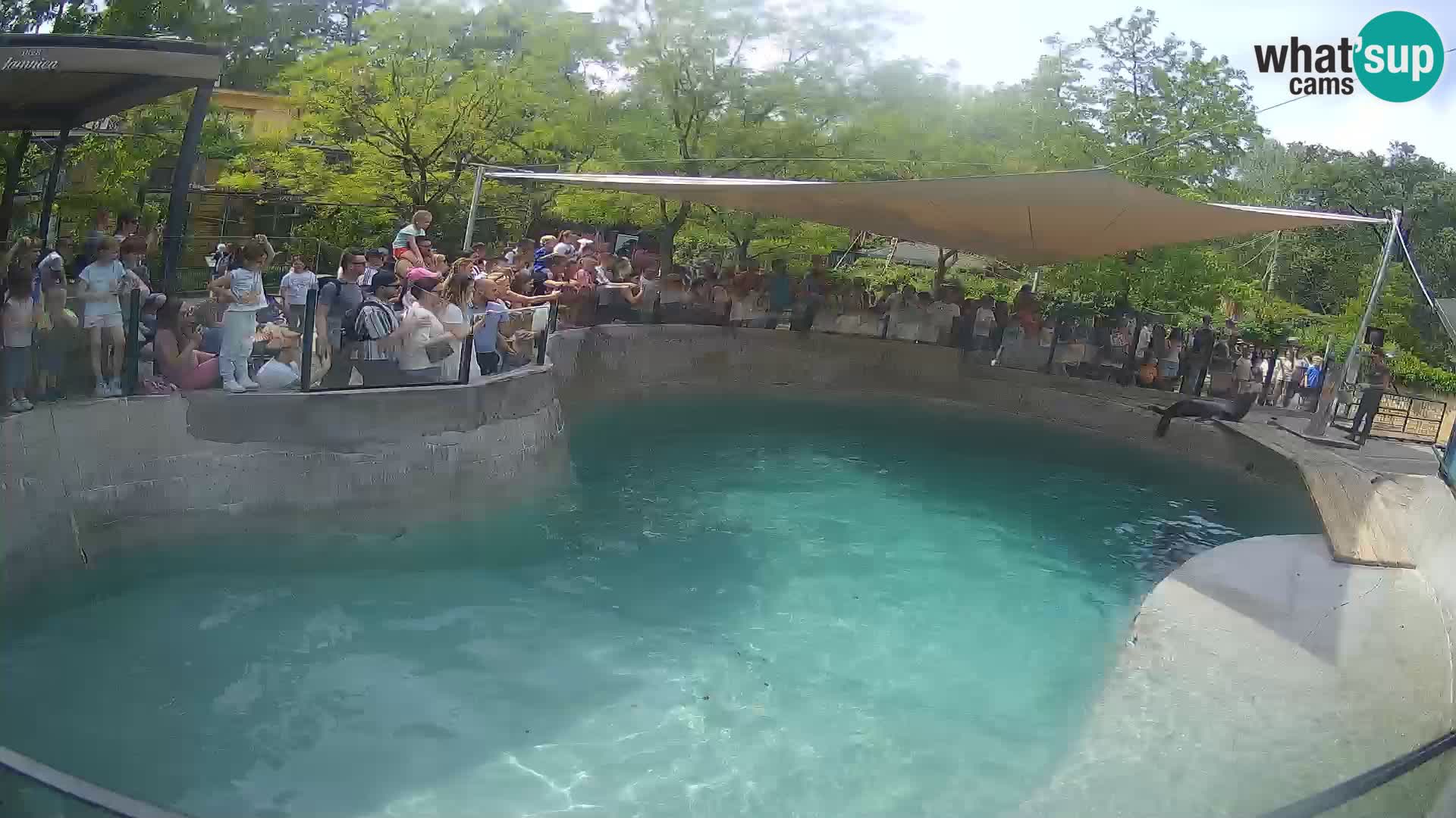 Zoo Zagreb –  León marino de California