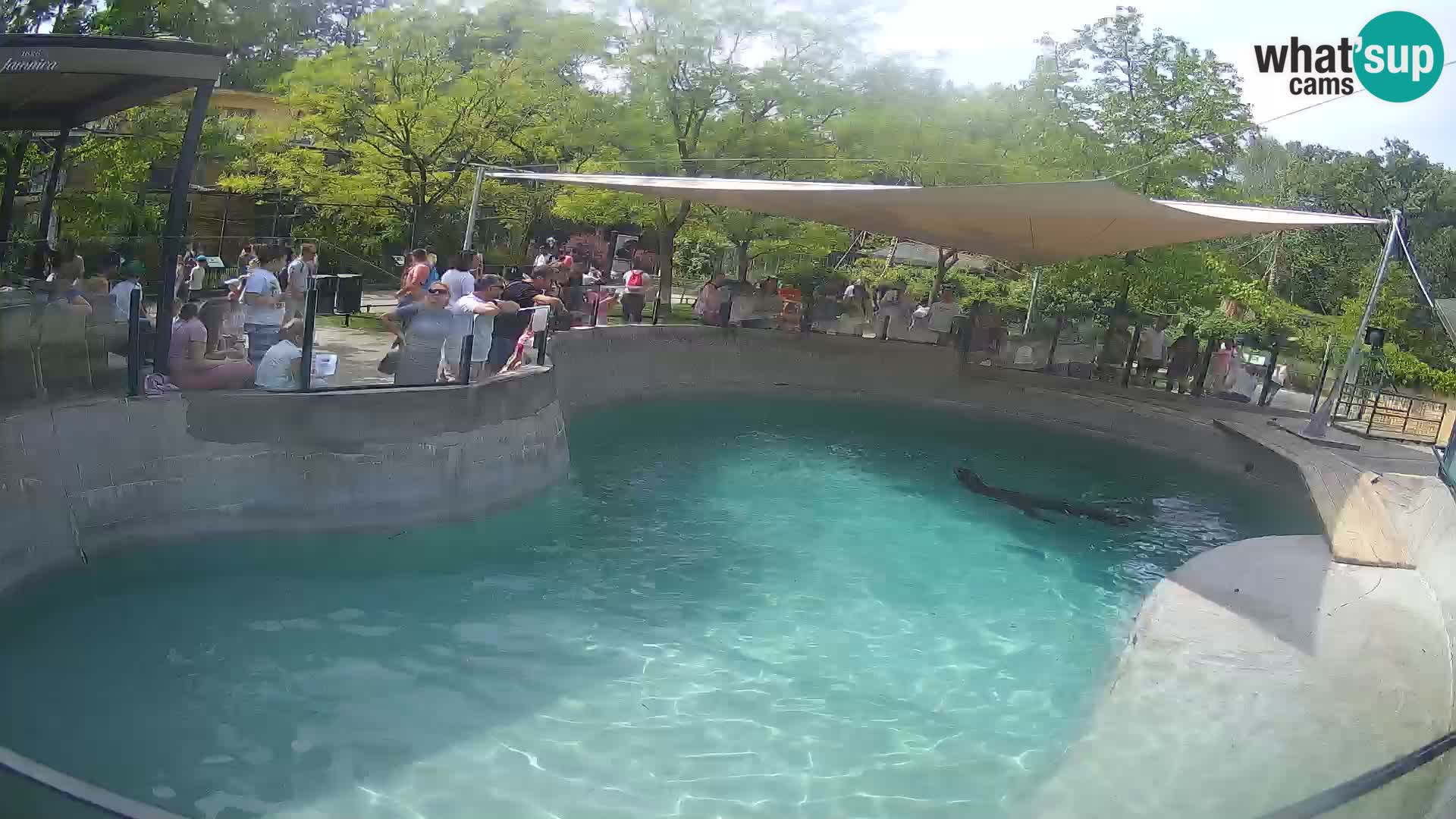 Zoo Zagreb – Otarie de Californie