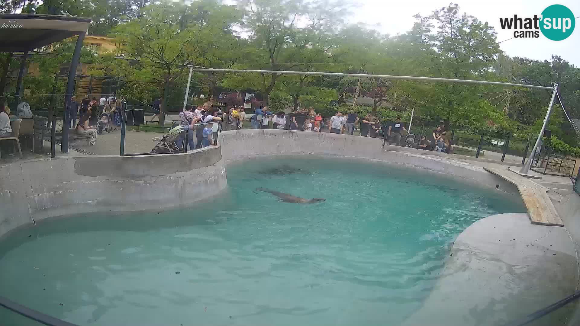 Zoo Zagreb – Otaria della California