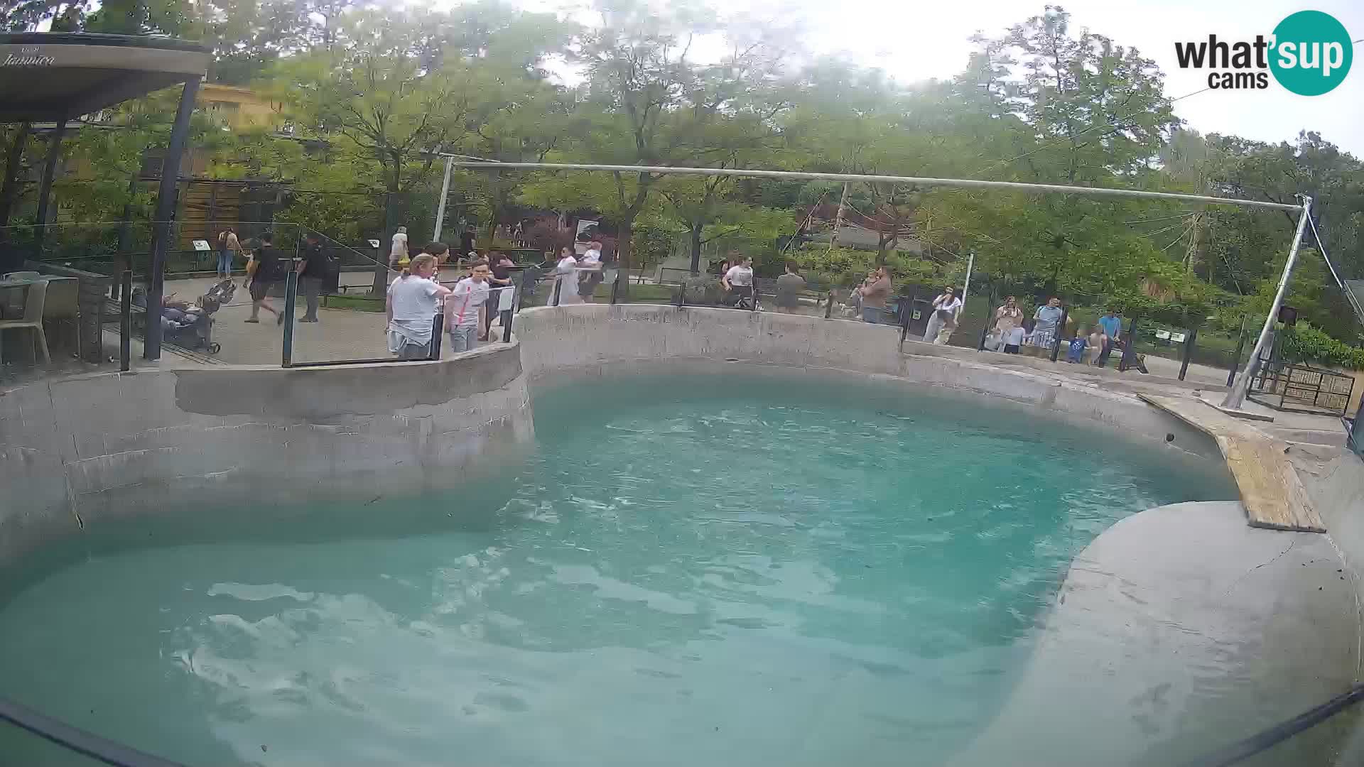 Zoo Zagreb – Kalifornischer Seelöwe