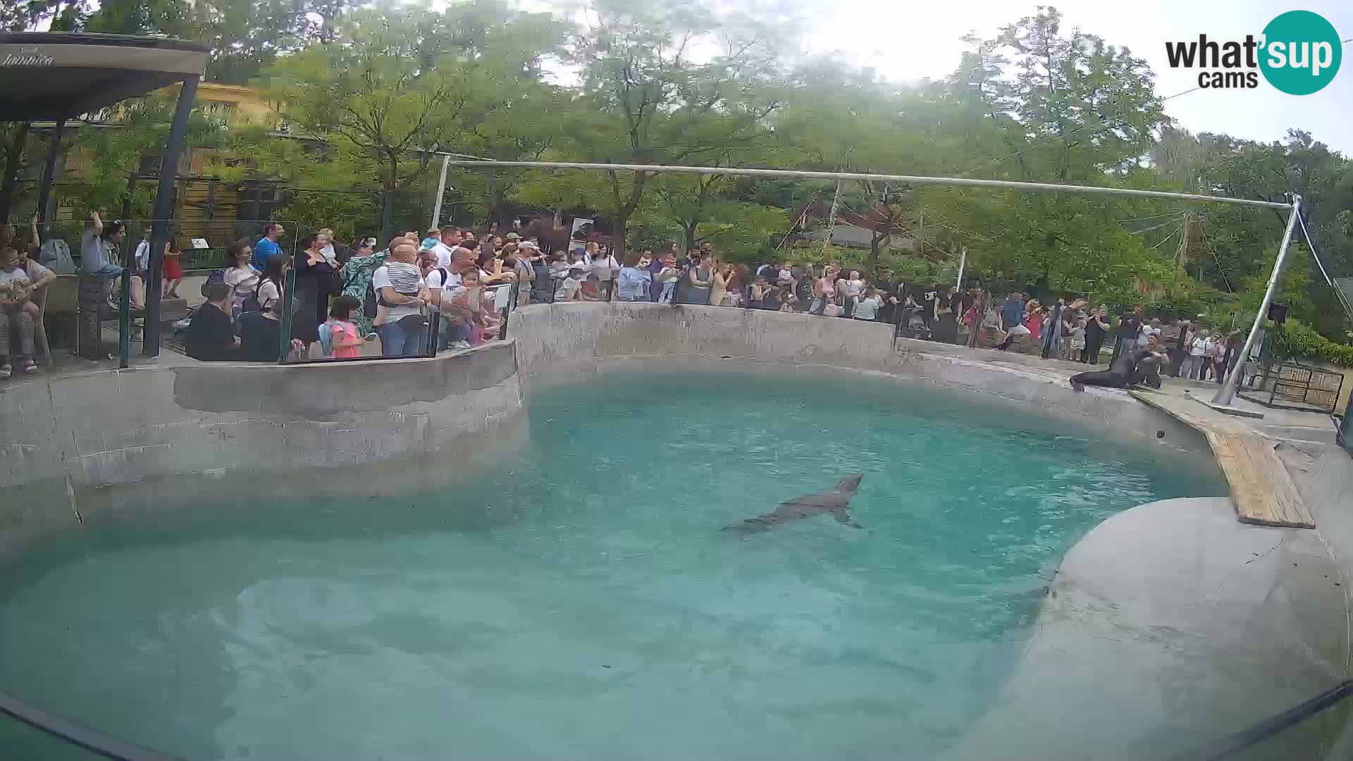Zoo Zagreb – Kalifornischer Seelöwe