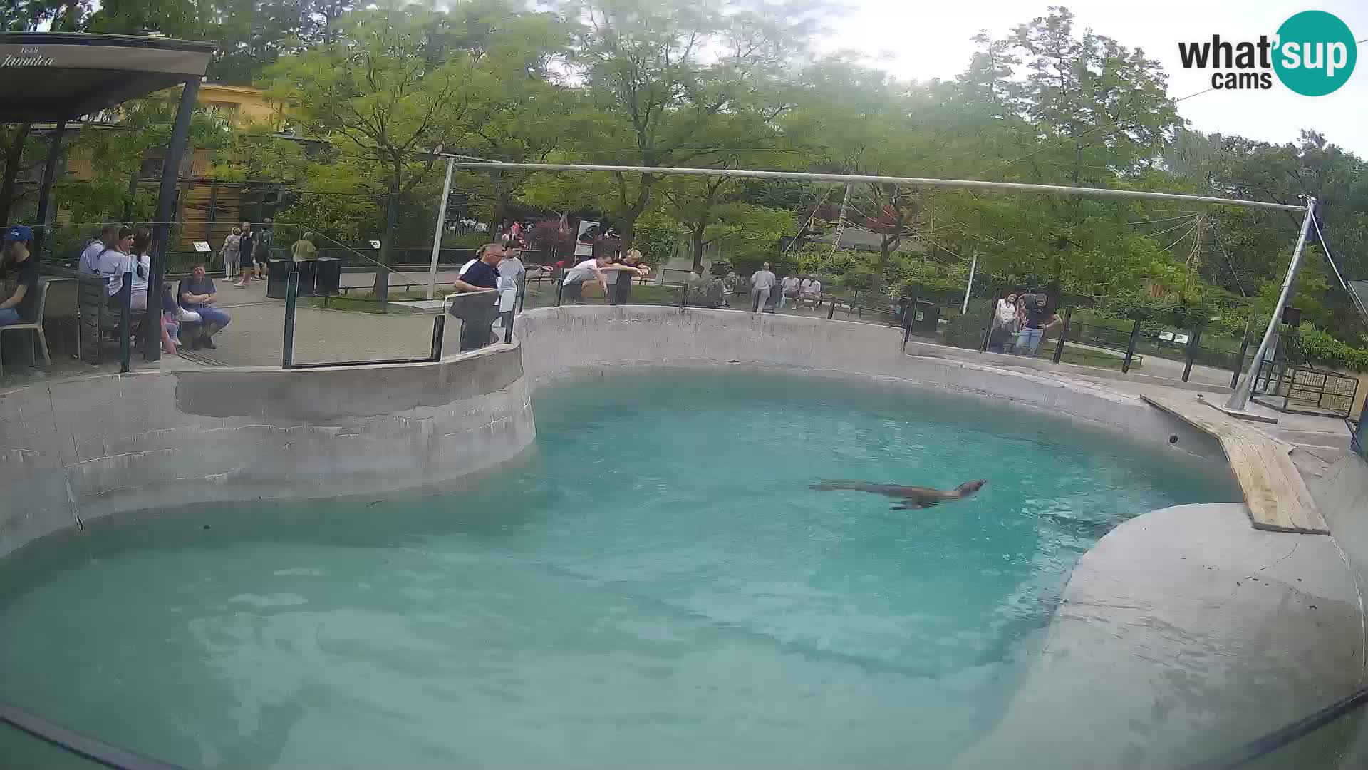 Zoo Zagreb – Kalifornijski morski lav