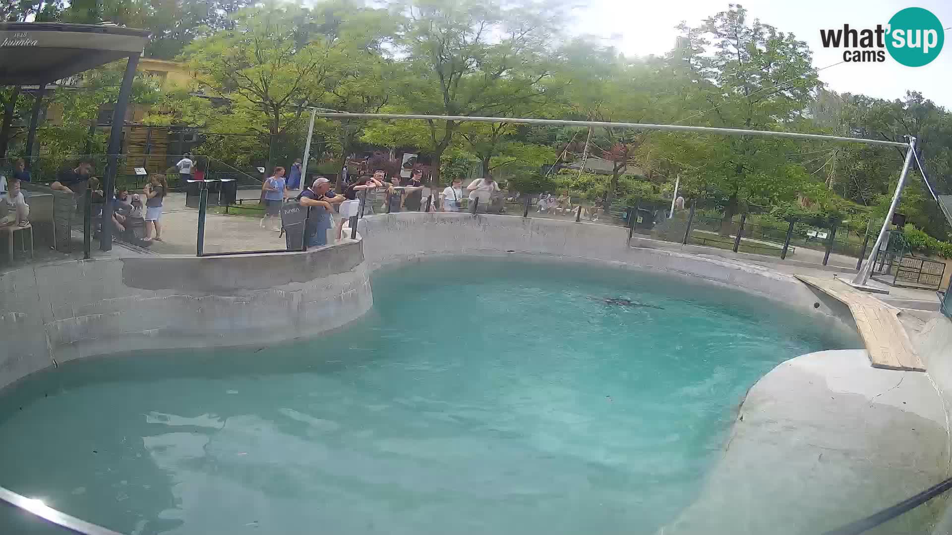 Zoo Zagreb – Kalifornischer Seelöwe