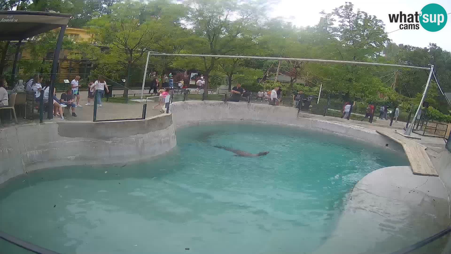 Zoo Zagreb – Otaria della California