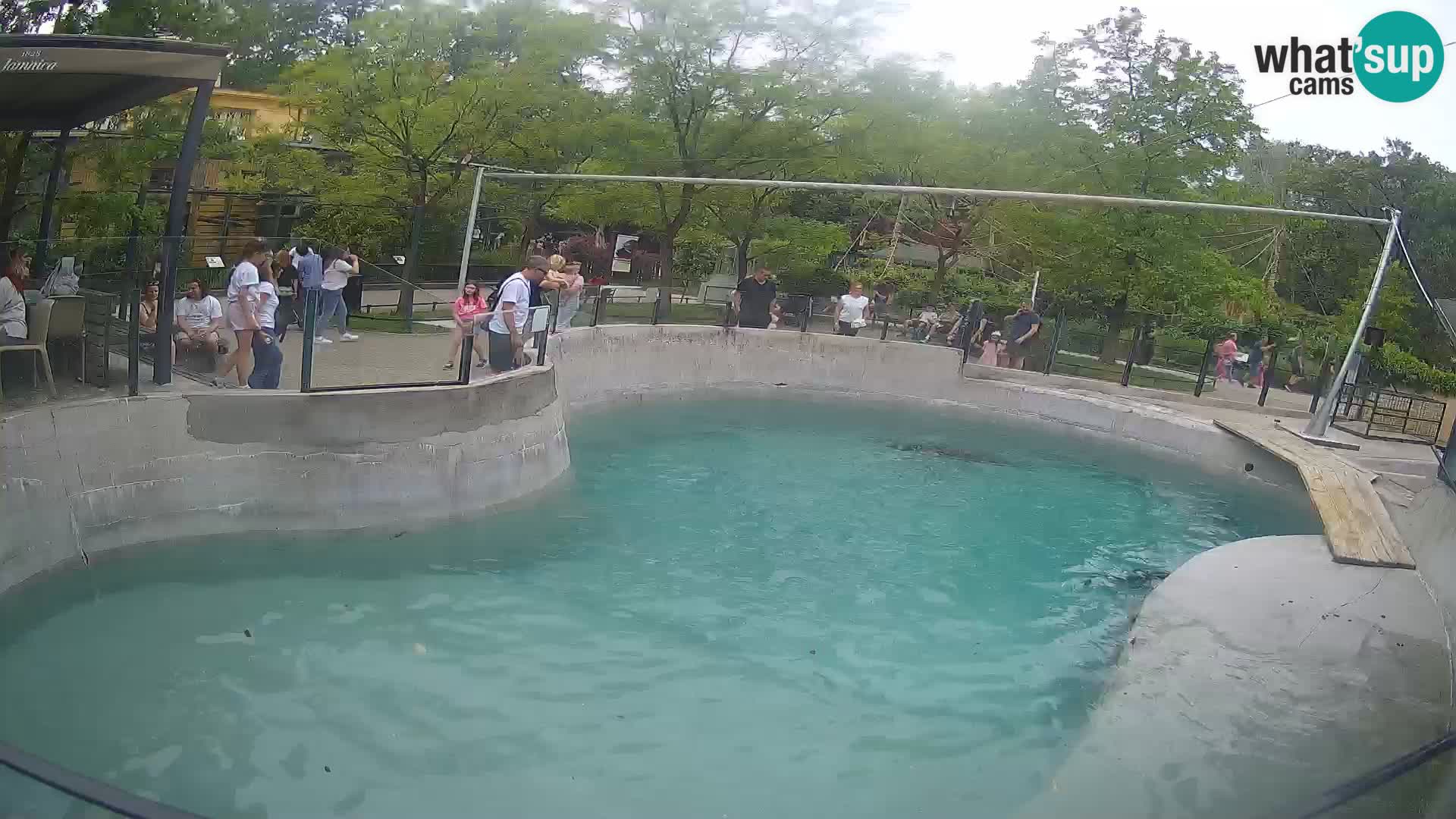 Zoo Zagreb – Kalifornischer Seelöwe