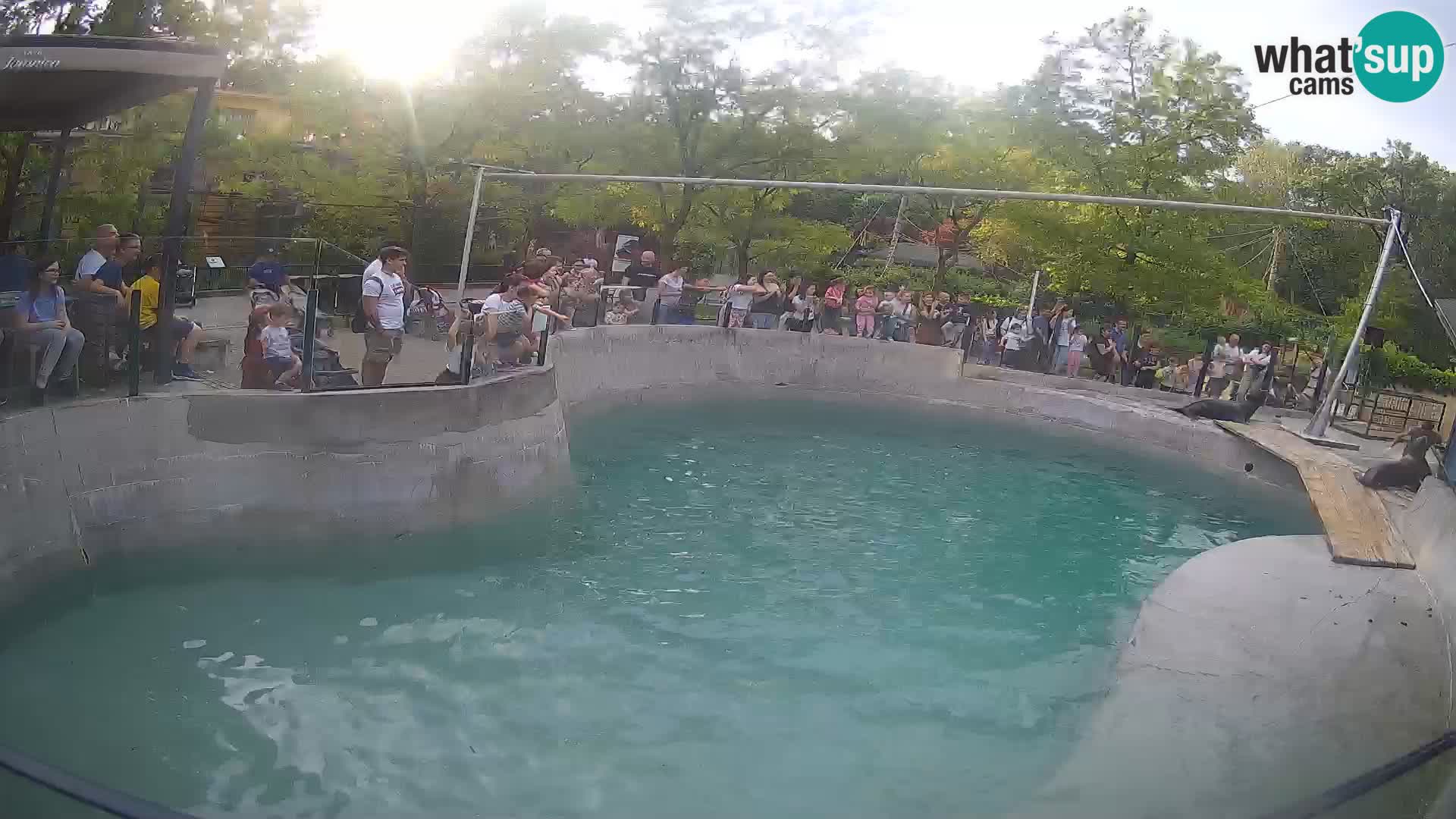 Zoo Zagreb – Otarie de Californie