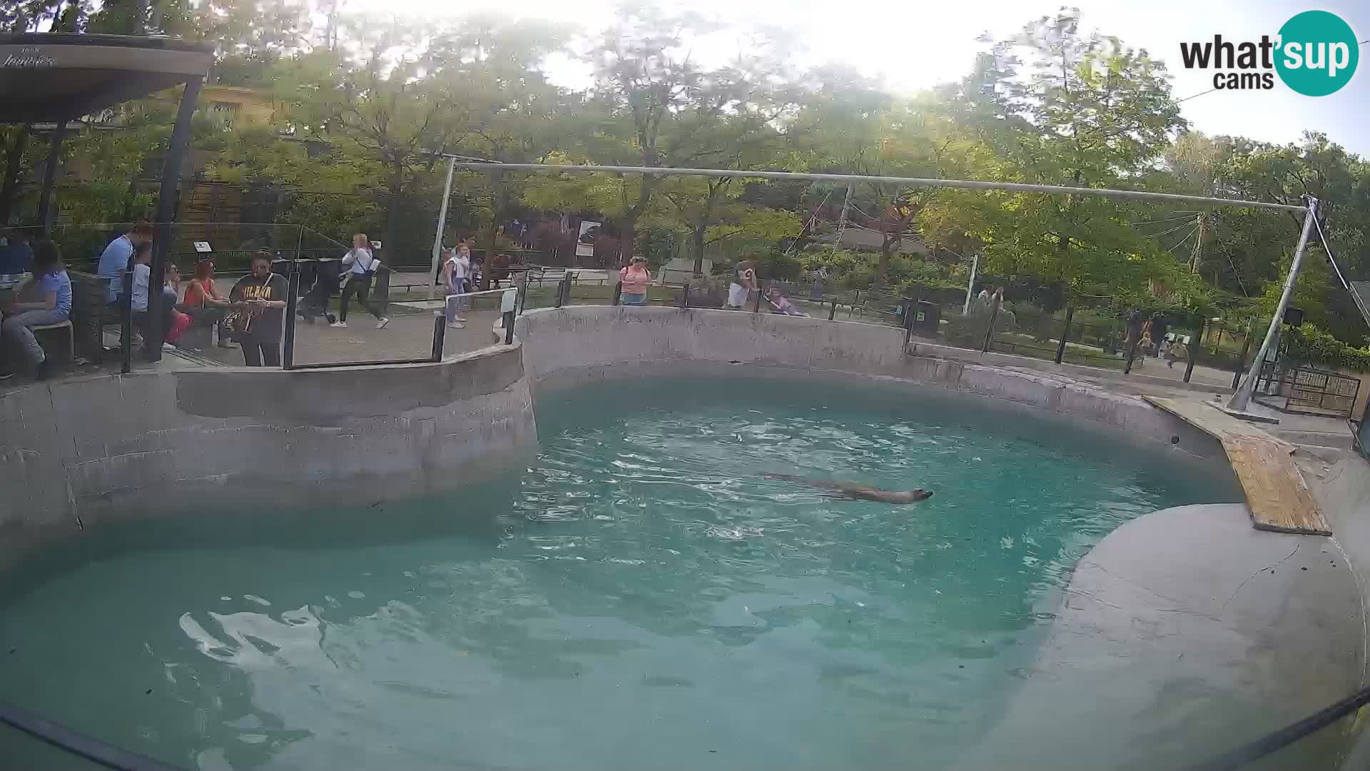 Zoo Zagreb – California Sea Lion