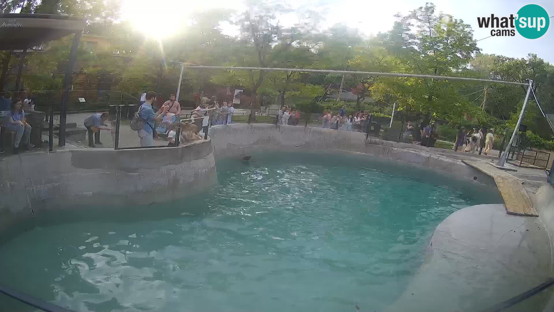 Zoo Zagreb – Otaria della California