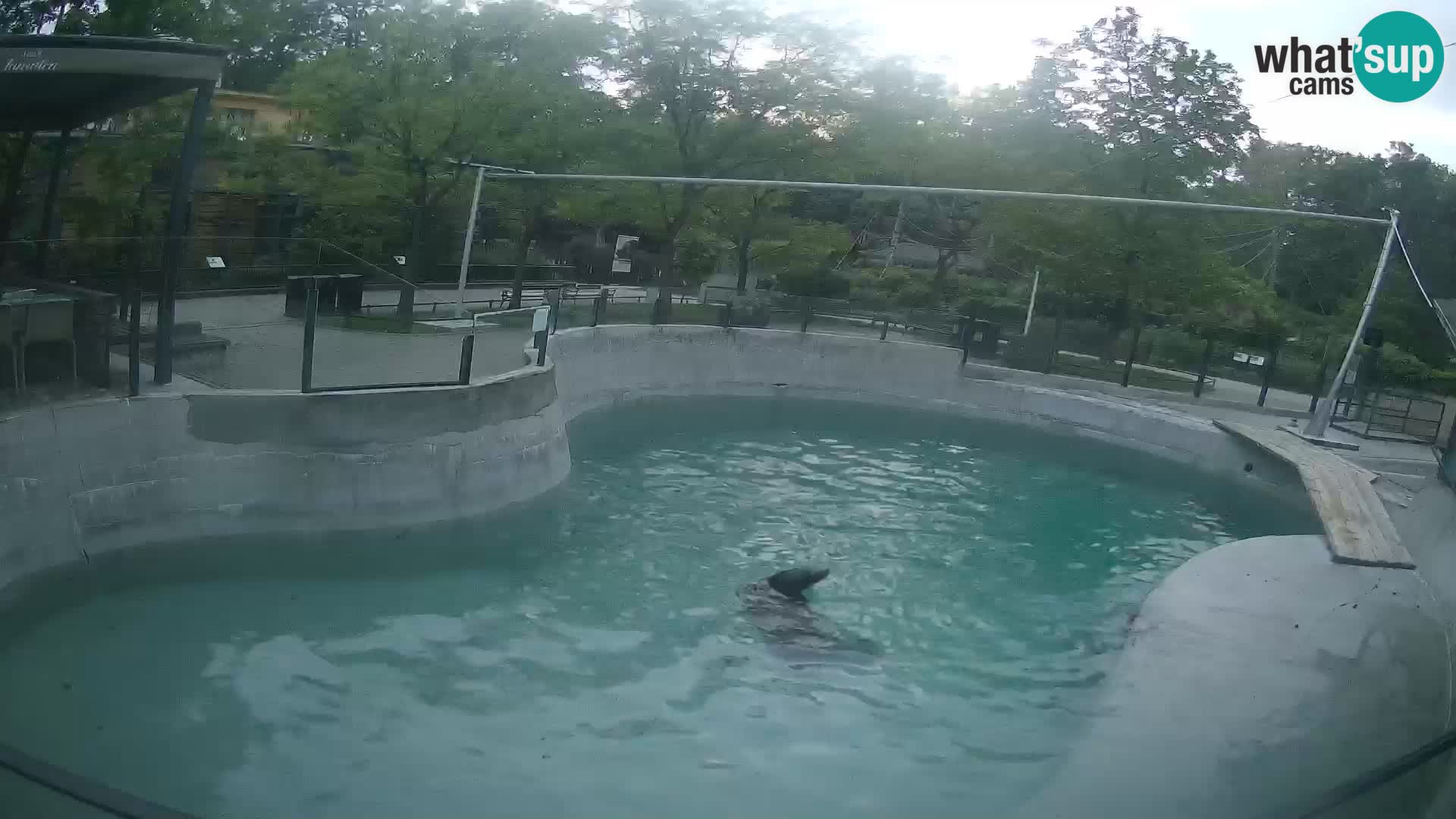 Zoo Zagreb – Kalifornijski morski lav