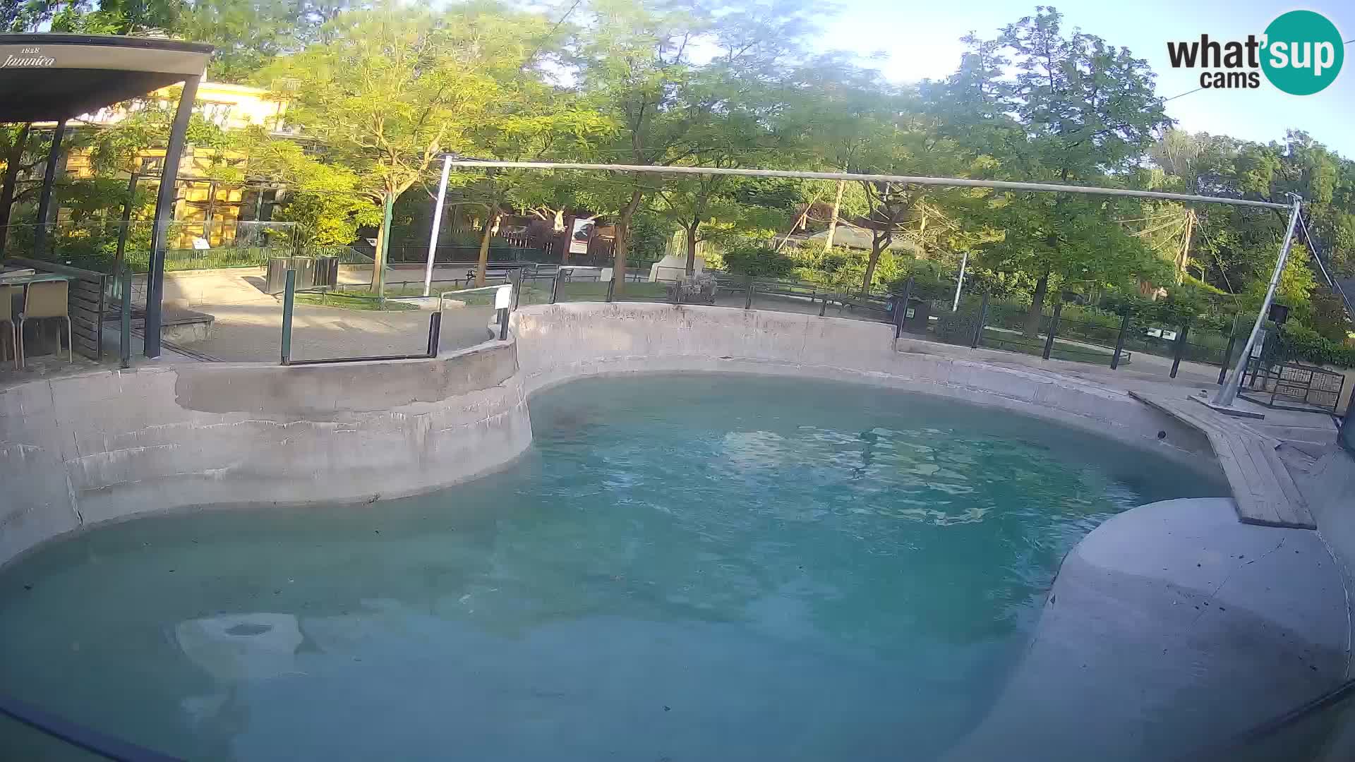 Zoo Zagreb – Kalifornischer Seelöwe