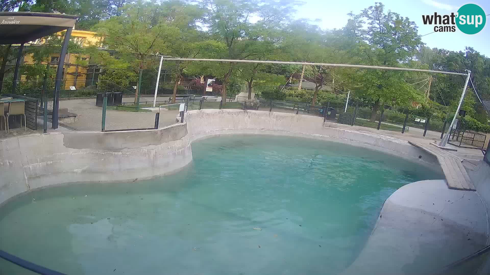 Zoo Zagreb – Otaria della California