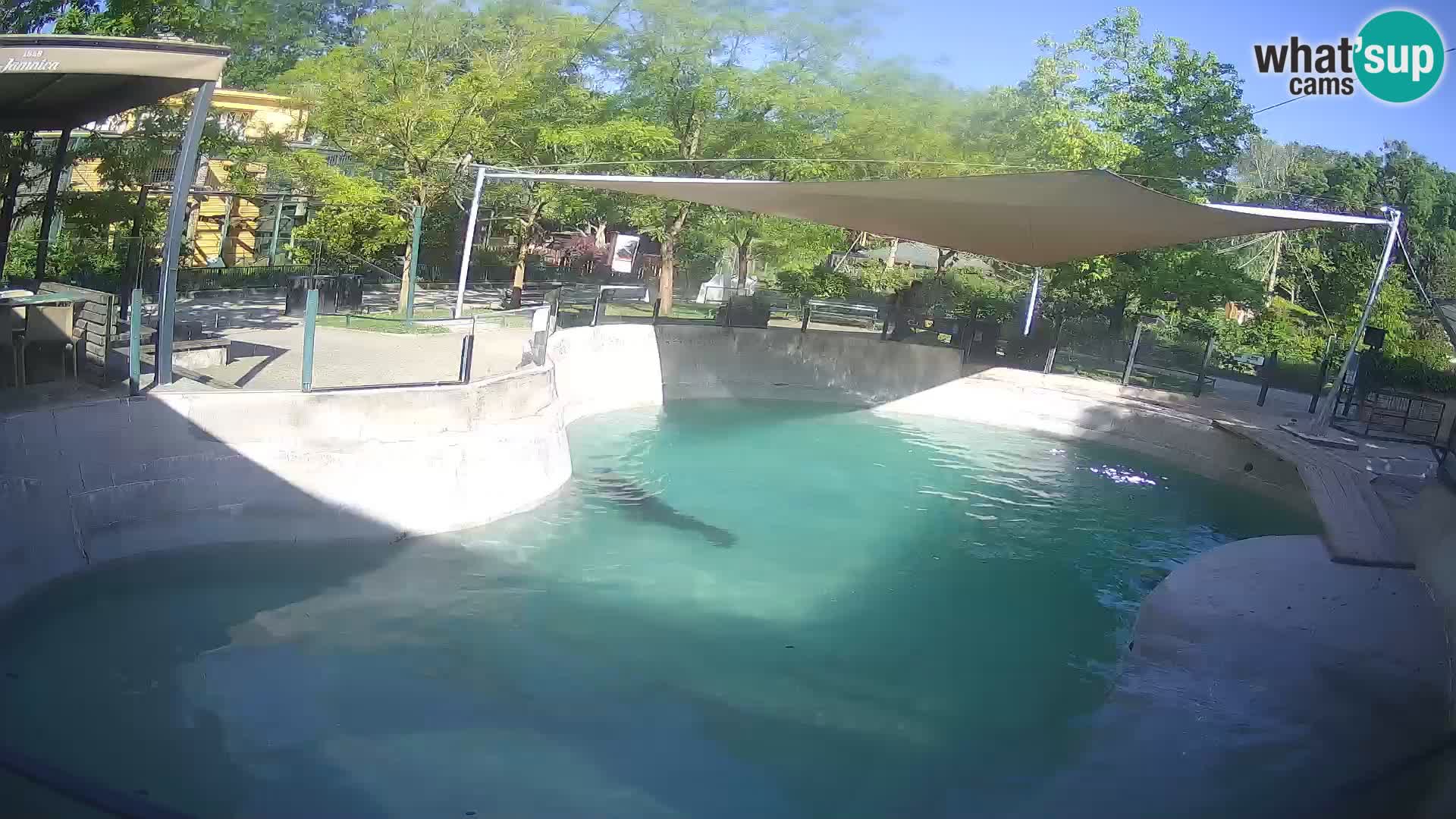 Zoo Zagreb –  León marino de California