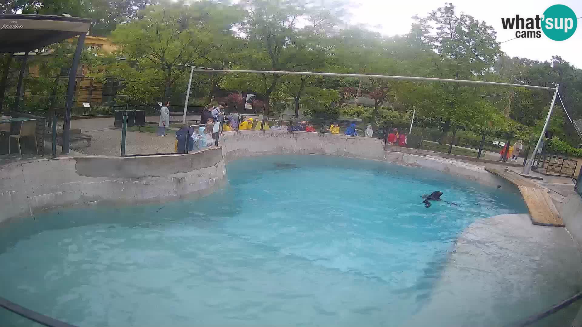 Zoo Zagreb – Kalifornijski morski lav