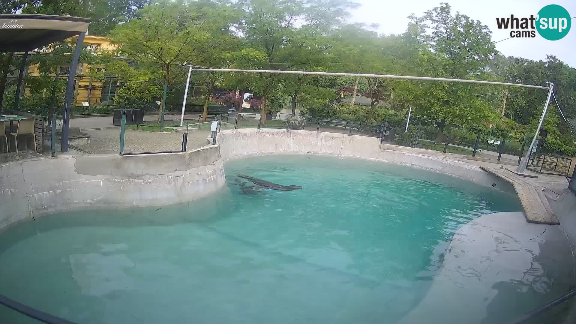 Zoo Zagreb –  León marino de California
