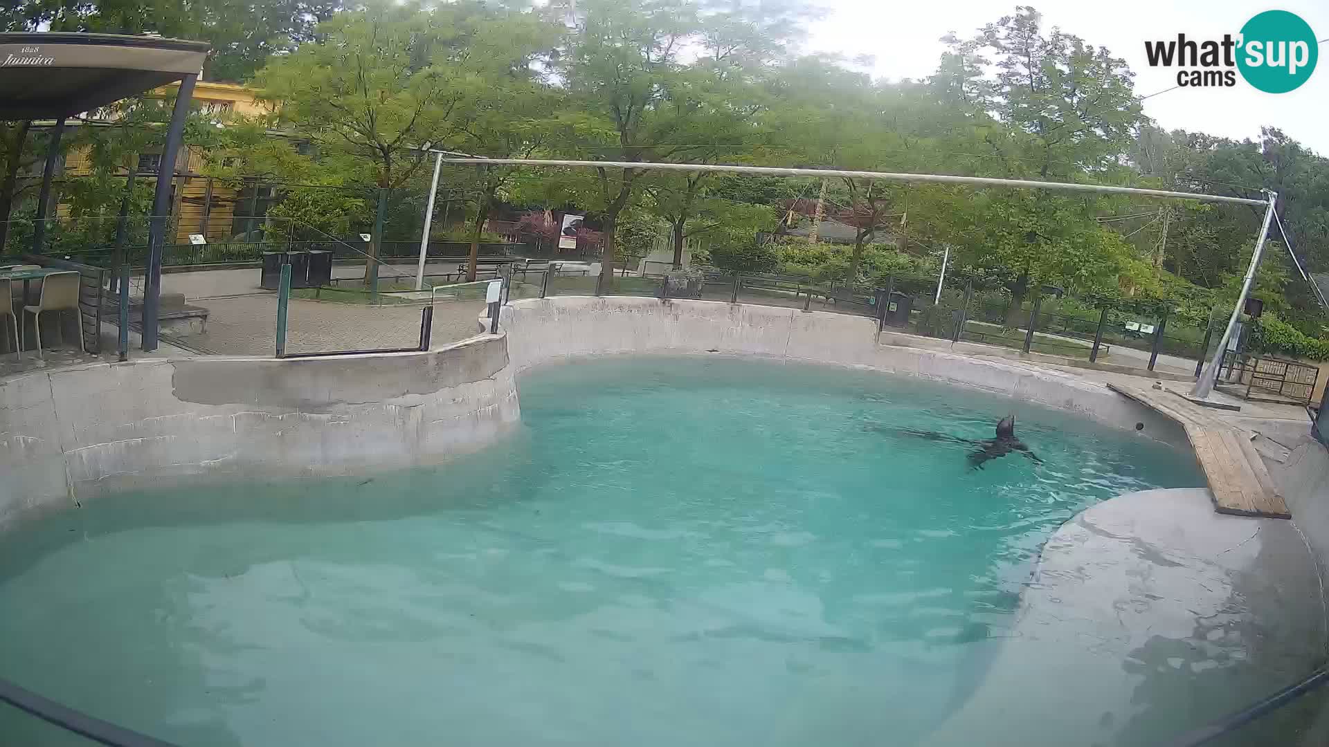 Zoo Zagreb – Otarie de Californie