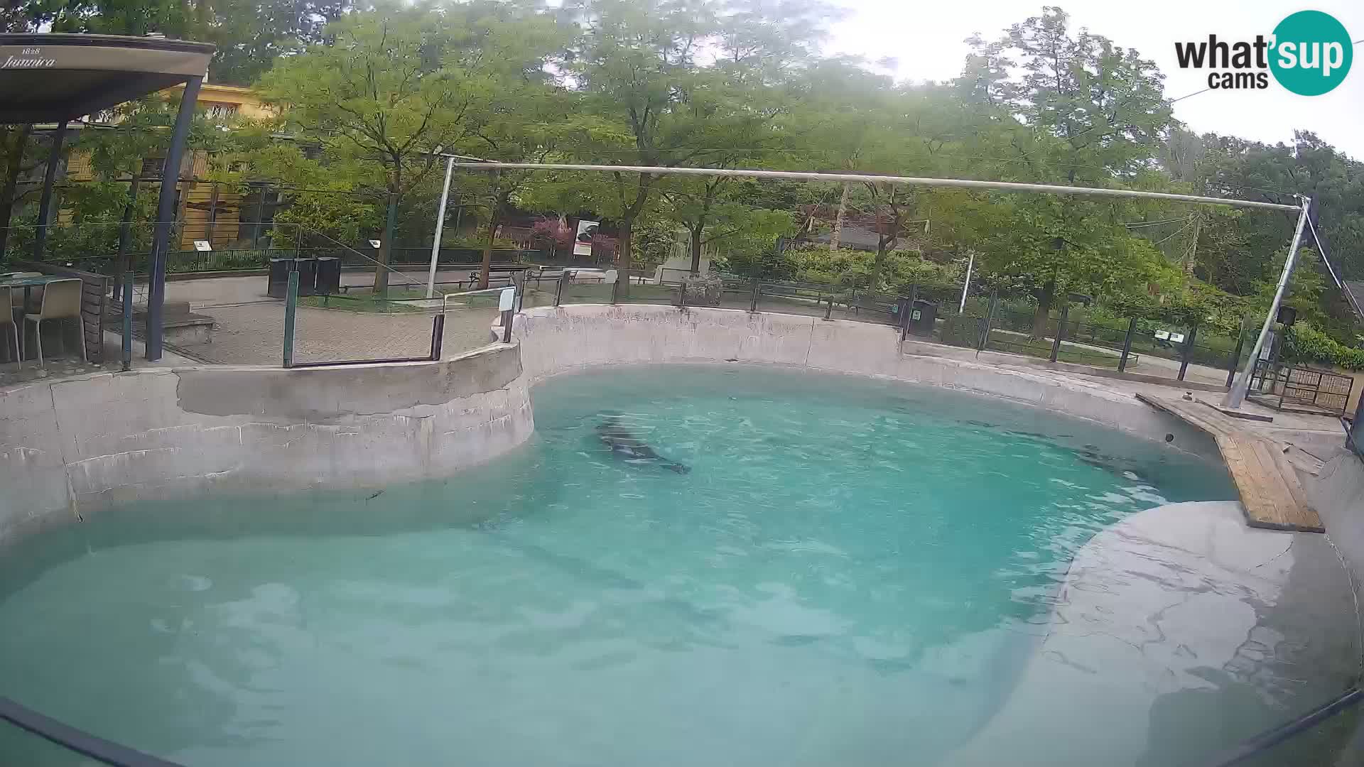 Zoo Zagreb – Kalifornijski morski lav