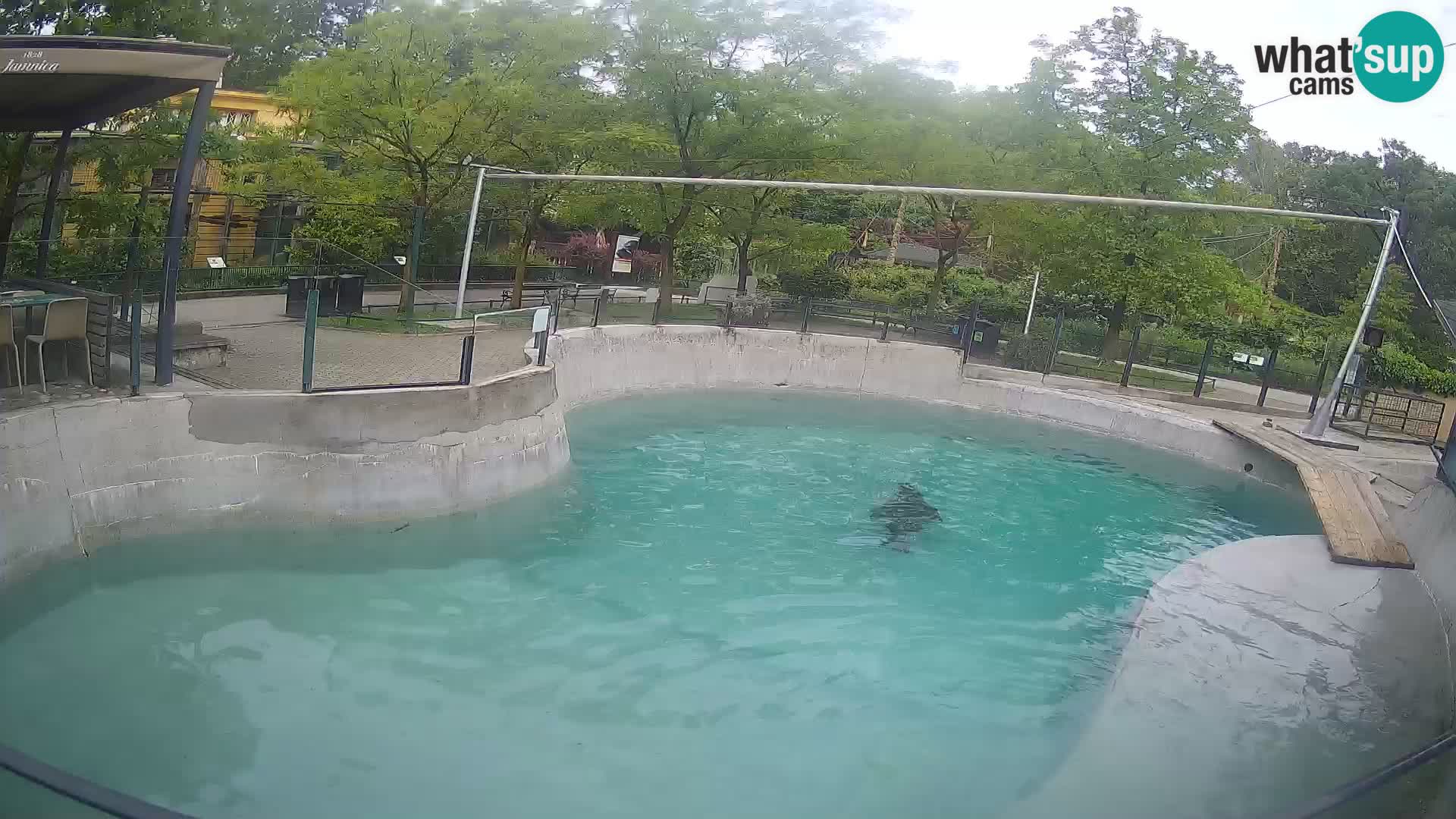 Zoo Zagreb – Kalifornijski morski lav