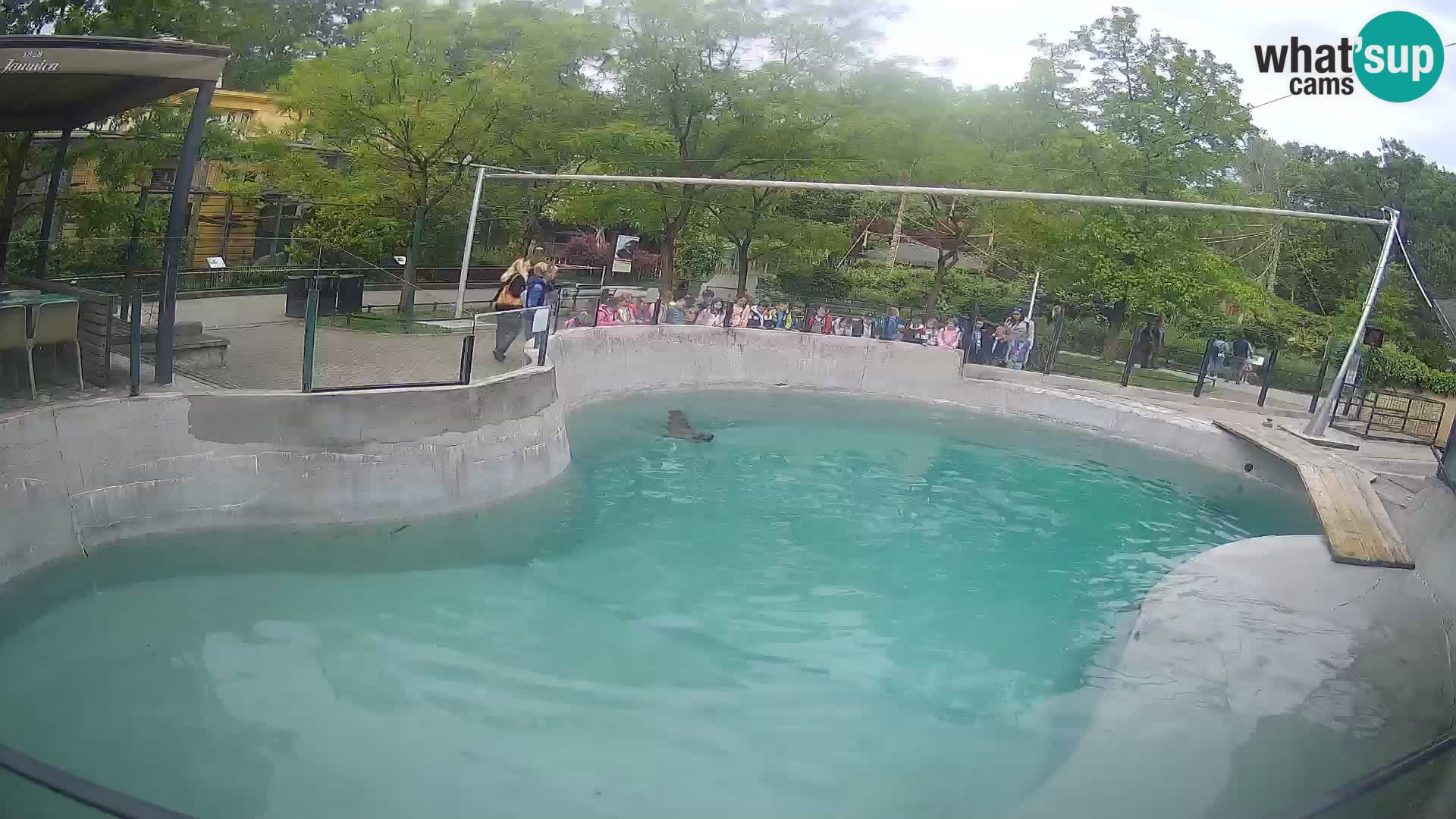 Zoo Zagreb – California Sea Lion