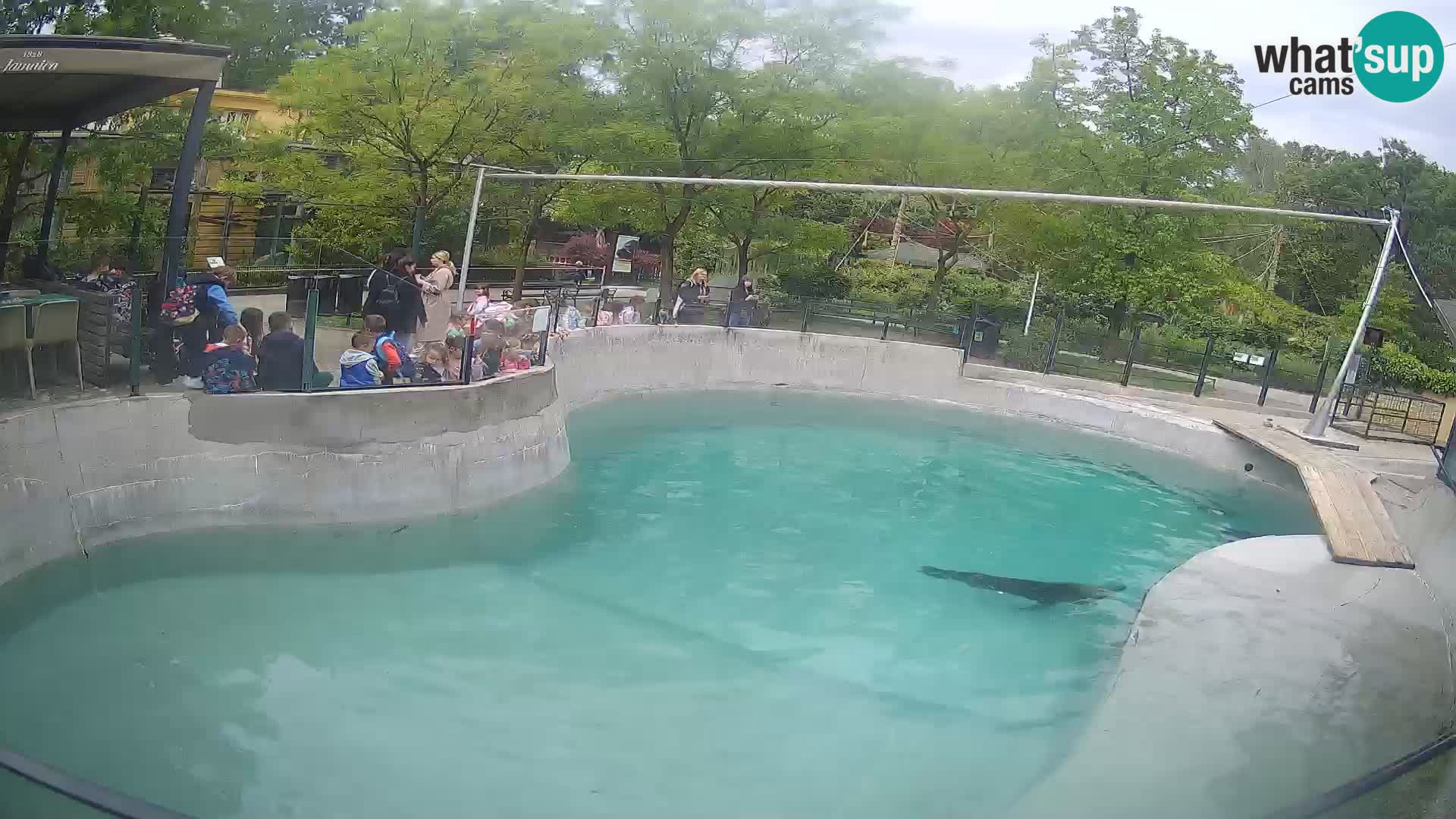 Zoo Zagreb – Kalifornischer Seelöwe
