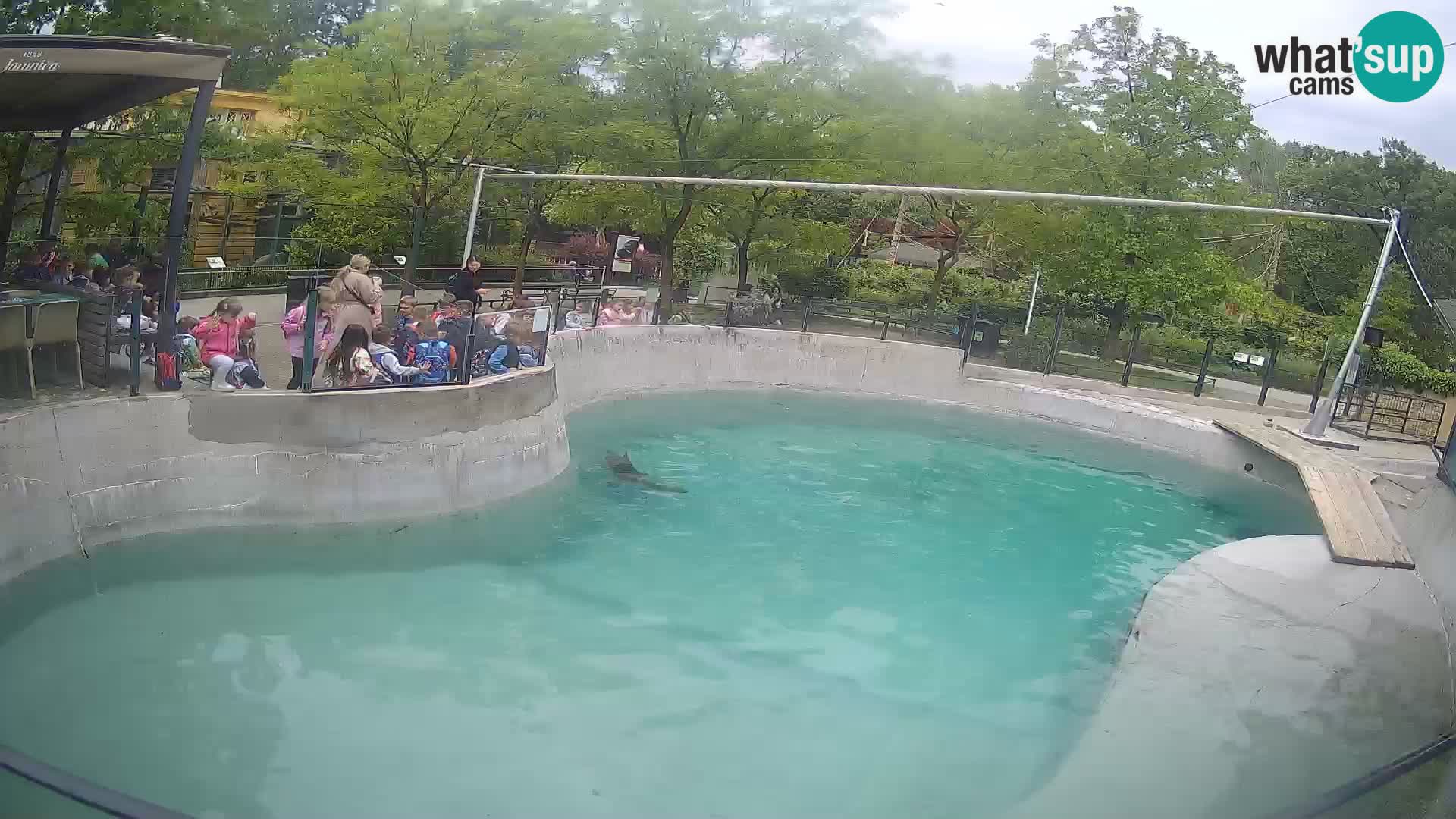 Zoo Zagreb – Otarie de Californie
