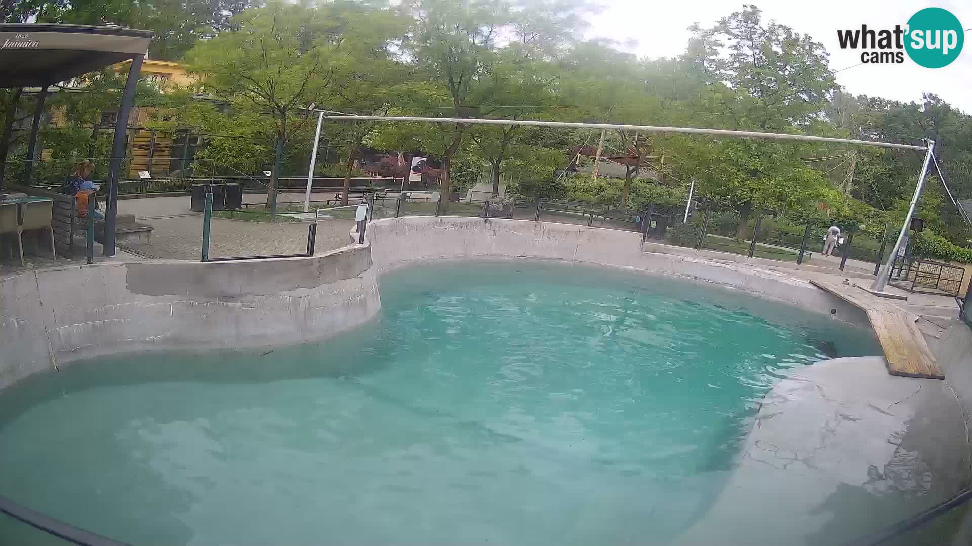 Zoo Zagreb –  León marino de California