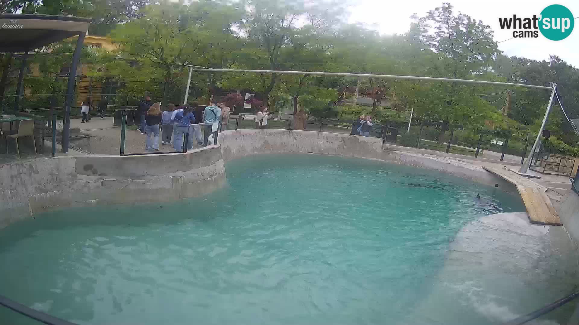 Zoo Zagreb – Kalifornijski morski lev