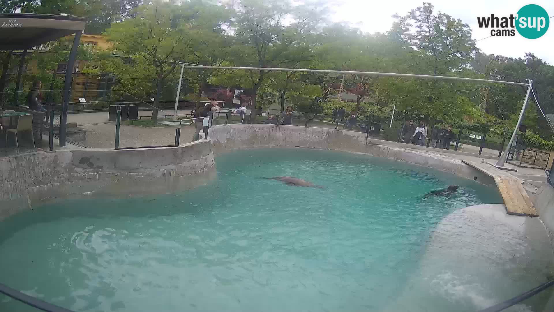 Zoo Zagreb – Kalifornijski morski lav