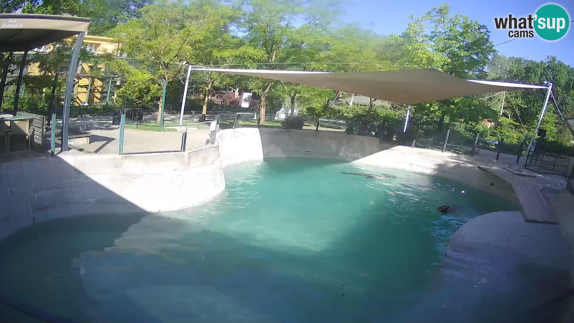 Zoo Zagreb – Kalifornijski morski lav