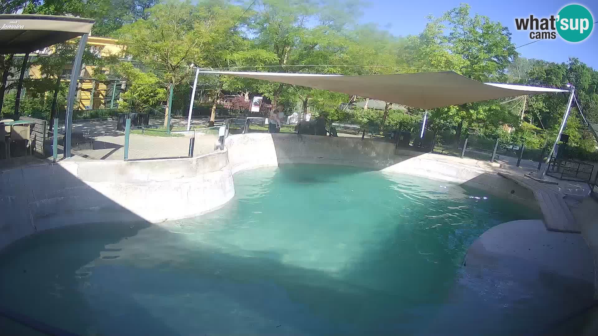 Zoo Zagreb – Kalifornischer Seelöwe